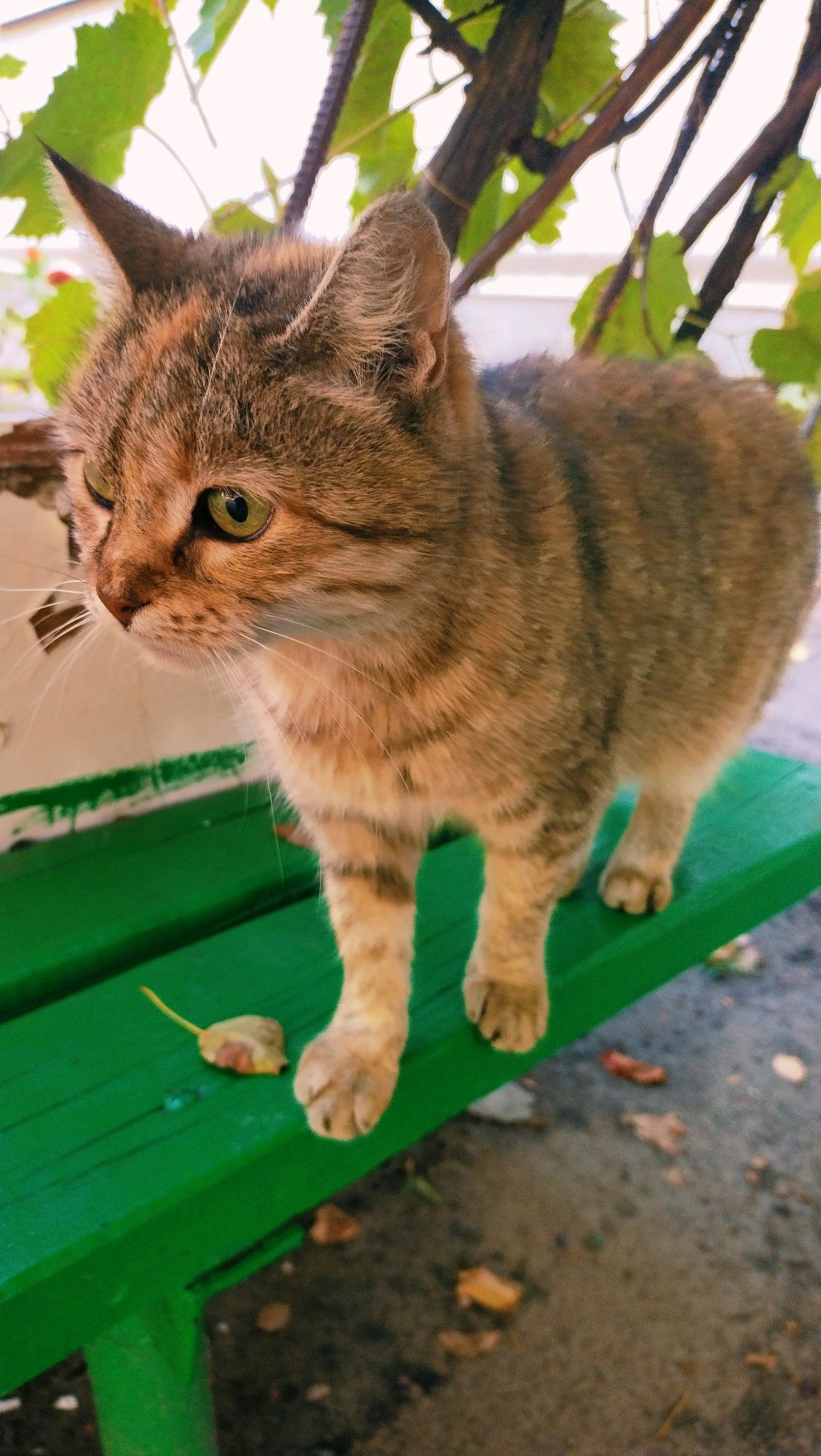 A tabby cat stands on a bright green wooden bench outdoors. The cat is facing left and has green eyes. Its fur is a mix of brown, black, and orange. Behind the bench, there is a white structure and some green leaves from a vine. The ground is a mixture of dirt and pavement, with a few fallen leaves visible. A single dried leaf rests on the bench to the left of the cat. The scene appears to be in a park or outdoor seating area. There are no people visible in the image. The image does not provide any specific information to locate it in the city of Horishni Plavni, Ukraine.