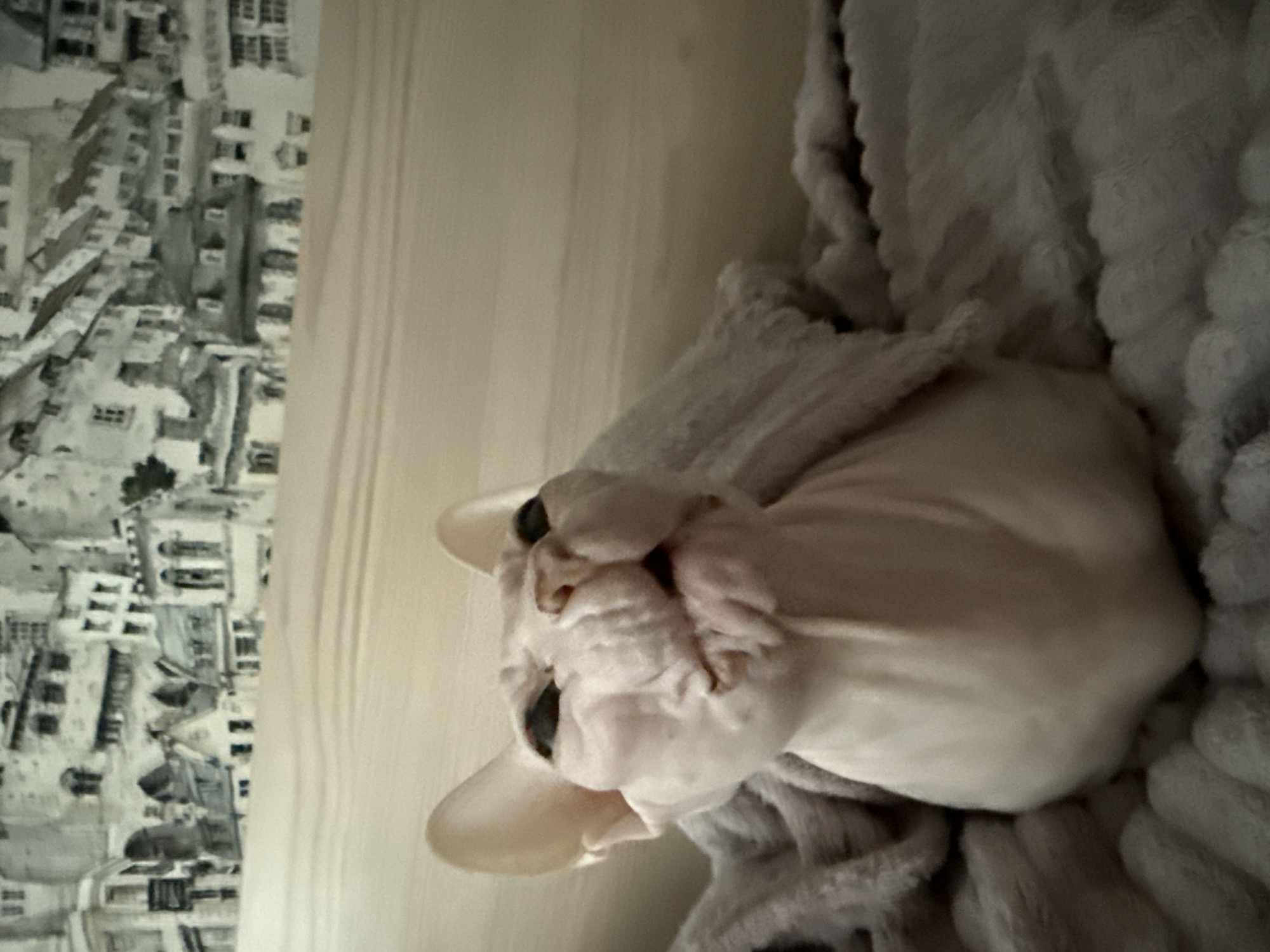 A Sphynx cat lies curled on a grey, textured blanket. To the left, blurred wallpaper depicts an urban scene in black and white, resembling buildings. The image is rotated ninety degrees counterclockwise. No people are visible. No interactions are apparent. The environment suggests an interior space. The location of Krasnoyarsk, Russia cannot be confirmed, based solely on this image.