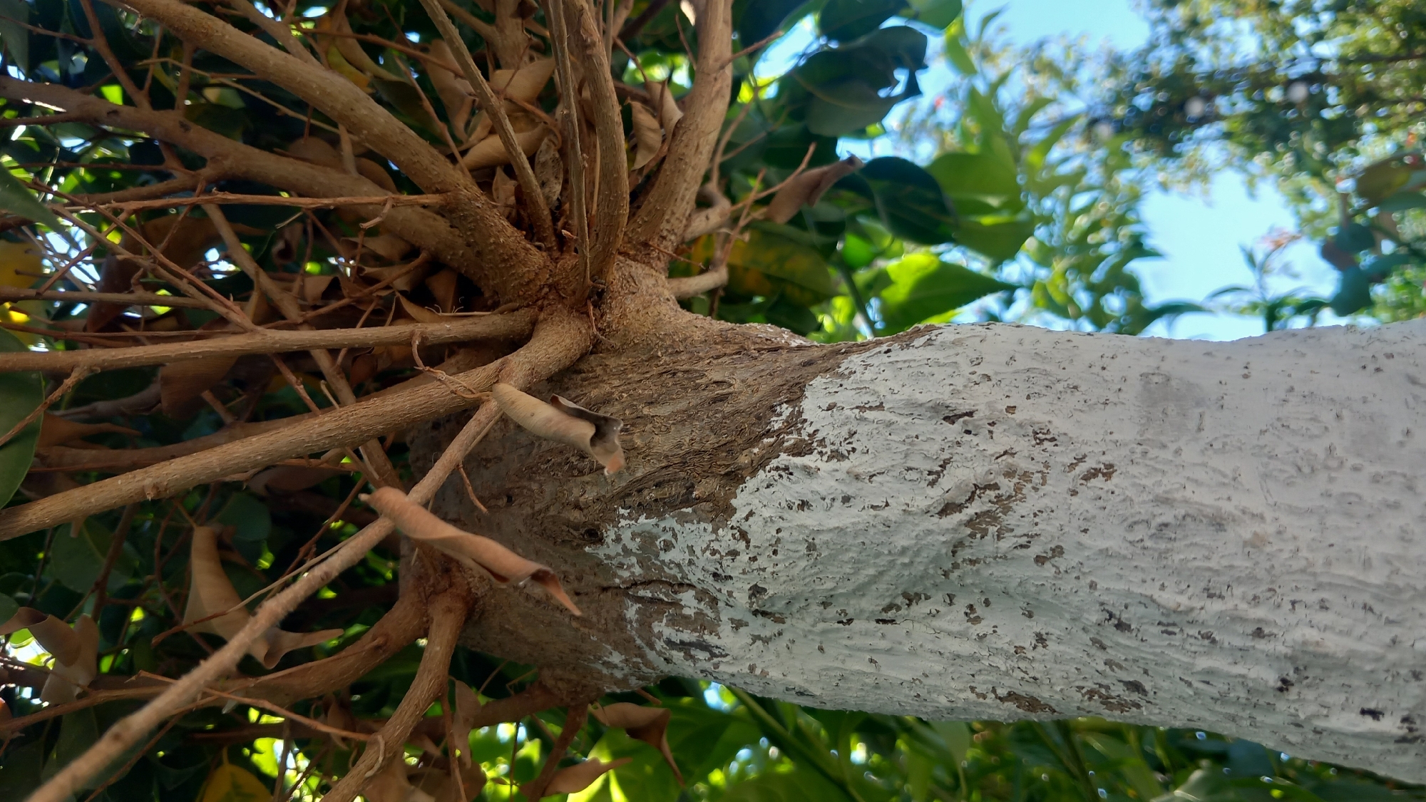 The image is an upward-facing, close-up, eye-level shot of a tree trunk. The lower portion of the trunk is heavily coated in white paint, with the paint application being uneven and textured, revealing patches of the underlying bark. The upper part of the trunk transitions to a natural, brown, rough bark texture. Numerous brown branches, some bare and others with dry, curled leaves, emerge from the top of the trunk and spread upwards and outwards. Green leaves, some in focus and some blurred, are visible throughout the upper part of the frame, suggesting the presence of foliage. In the background, out of focus, are more green leaves and a bright blue sky. The overall impression is of a tree in a natural outdoor setting, possibly a park or garden, given the presence of well-maintained foliage and the painted trunk, which is often done to protect against pests or sunscald. The image does not contain any people or specific identifiable structures that would pinpoint a location within Άγιος Νεκτάριος, Greece.