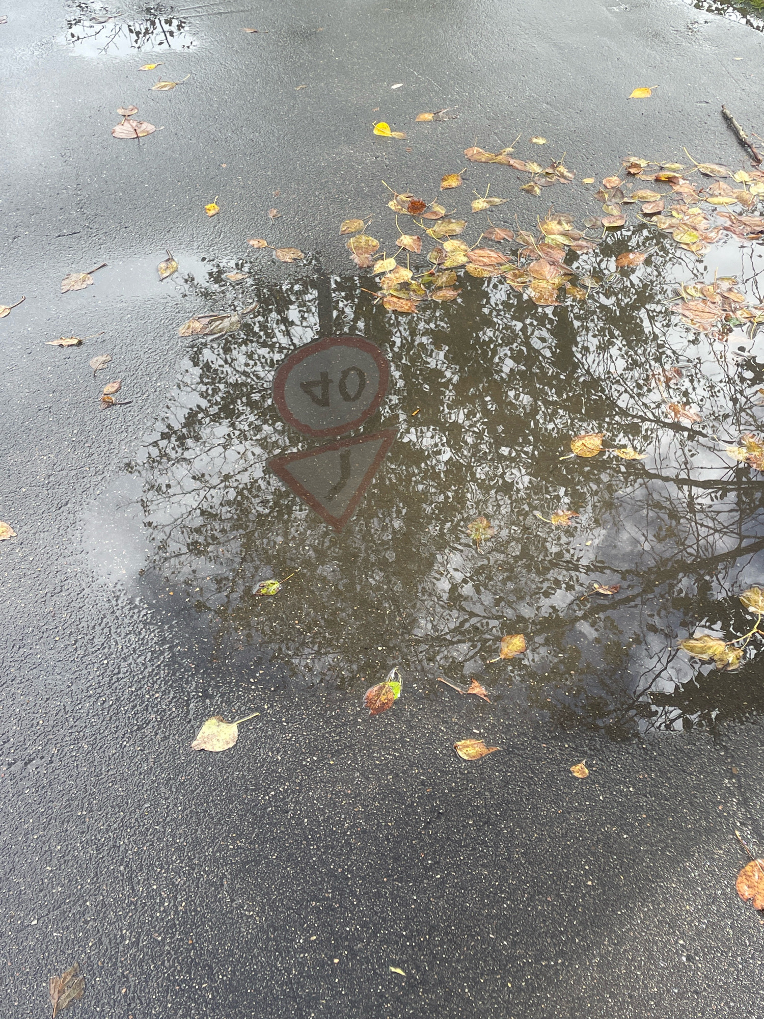 A puddle on a wet asphalt road in Мостовское, Russia, reflects the bare branches of a tree and a circular road sign with the number "40" inside. The puddle also contains fallen yellow and brown leaves, which are scattered across the road surface as well. The scene appears to be a roadside environment during autumn.