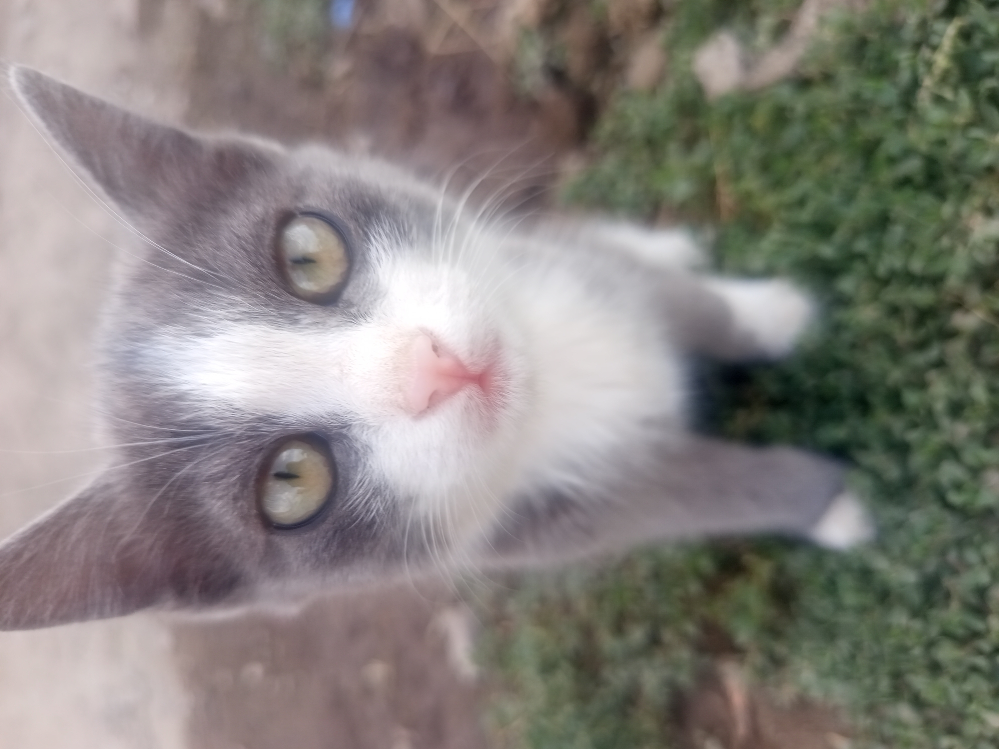 A close-up, low-angle shot features a young grey and white kitten looking directly at the camera. The kitten's large, green eyes are the focal point, with slit pupils visible. Its nose is a soft pink, and its whiskers are long and white. The fur is a mix of grey and white, with grey markings on the head and back, and white on the face, chest, and paws. The kitten is positioned in the foreground, with its body slightly blurred due to the shallow depth of field. The background consists of a patch of green grass, with some dry dirt and plant matter visible. The overall setting appears to be outdoors, possibly in a yard or park. The location is the city of Jardy-Su, Kyrgyzstan.
