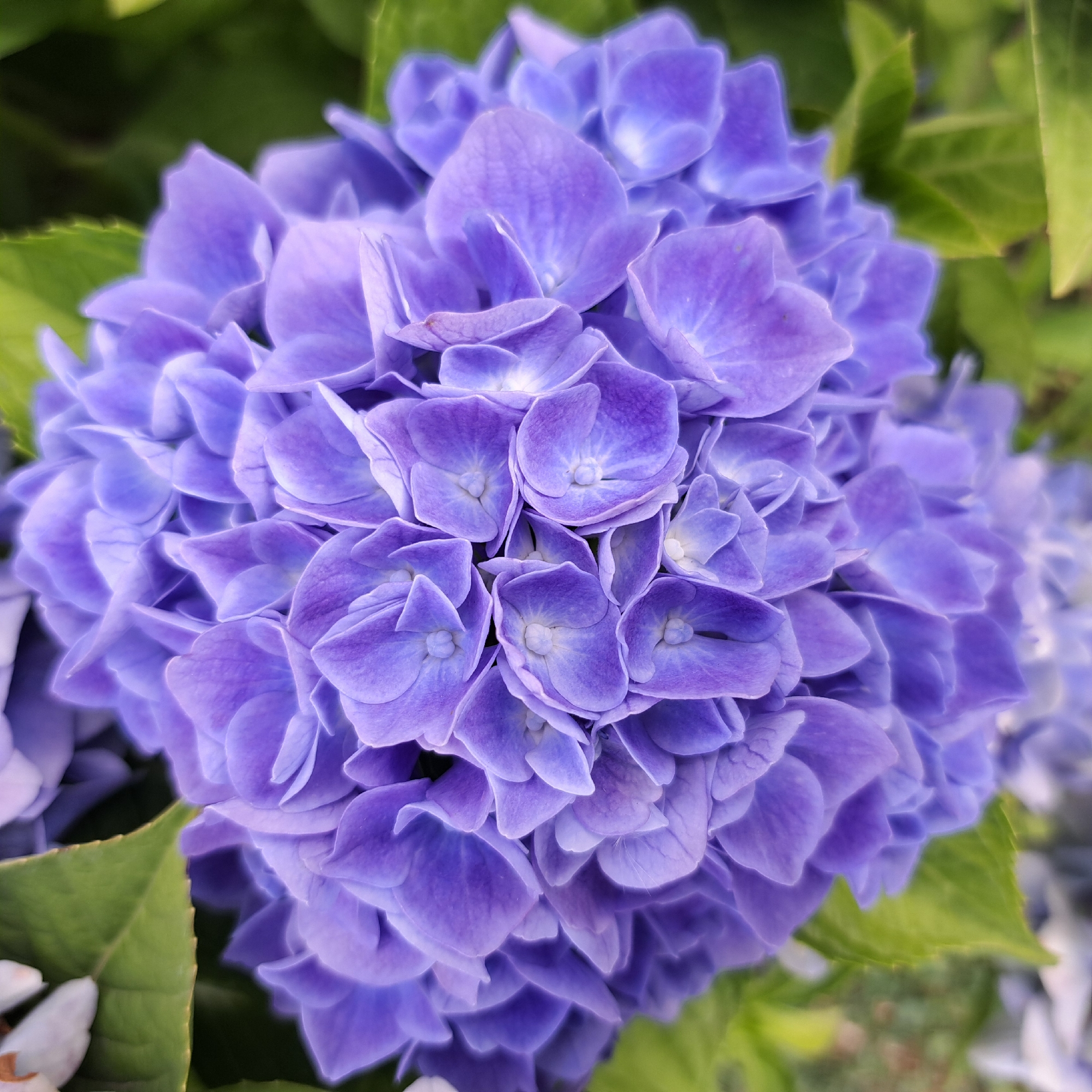 A close-up, overhead shot shows a cluster of blooming blue hydrangeas. The flowers are in full bloom and tightly packed together, forming a rounded shape. The petals are a vibrant shade of purple-blue, with some appearing lighter and more delicate than others. A few green leaves are visible in the background, providing a natural contrast to the bright flowers. The lighting is soft and diffused, highlighting the textures and details of the petals.