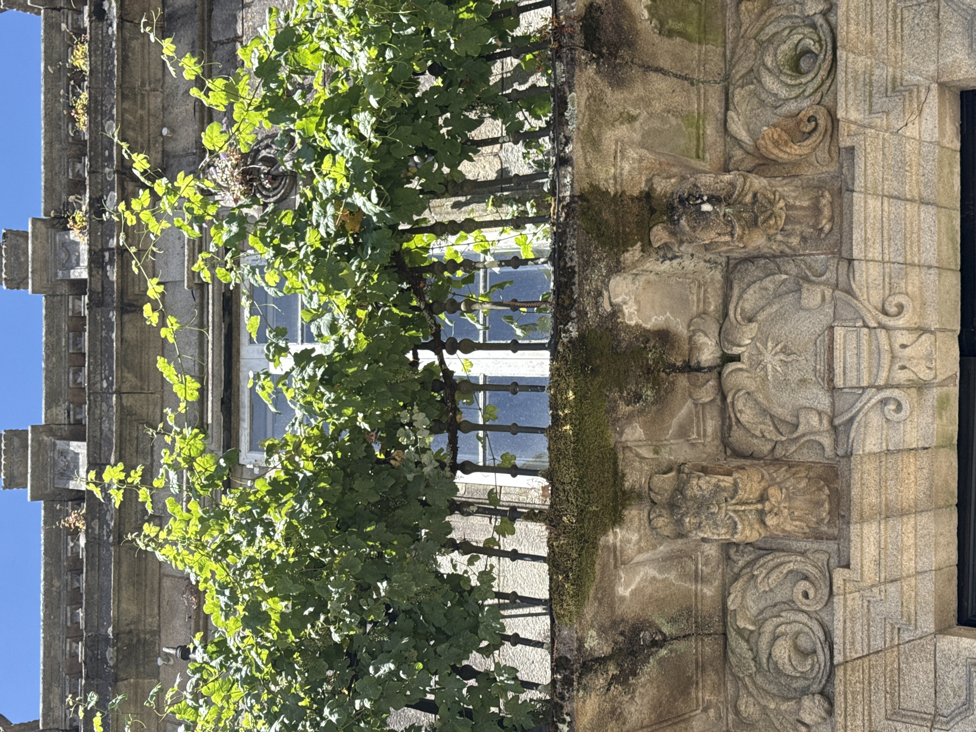 This media file depicts a close-up view of a building facade, likely in Santiago de Compostela, Spain, given the architectural style. The scene focuses on a section of a stone building adorned with intricate carvings and a window partially obscured by lush green foliage. The stone appears weathered, with patches of moss growing on its surface, suggesting an aged structure. The window has a decorative metal railing in front of it, also partially covered by the encroaching vines.
The carvings on the stone are elaborate, featuring floral motifs and what appear to be stylized faces or animal heads. The detailed stonework suggests a historical or ornate architectural design. The presence of vines, with their vibrant green leaves and tendrils, adds a natural element to the man-made structure, creating a sense of an organic integration between the building and its surroundings.
The lighting indicates it is daytime, with bright sunlight casting shadows and highlighting the textures of the stone and leaves. The overall impression is one of old-world charm and a serene, possibly slightly neglected, beauty, characteristic of historic European architecture. There is no visible text in the media file.