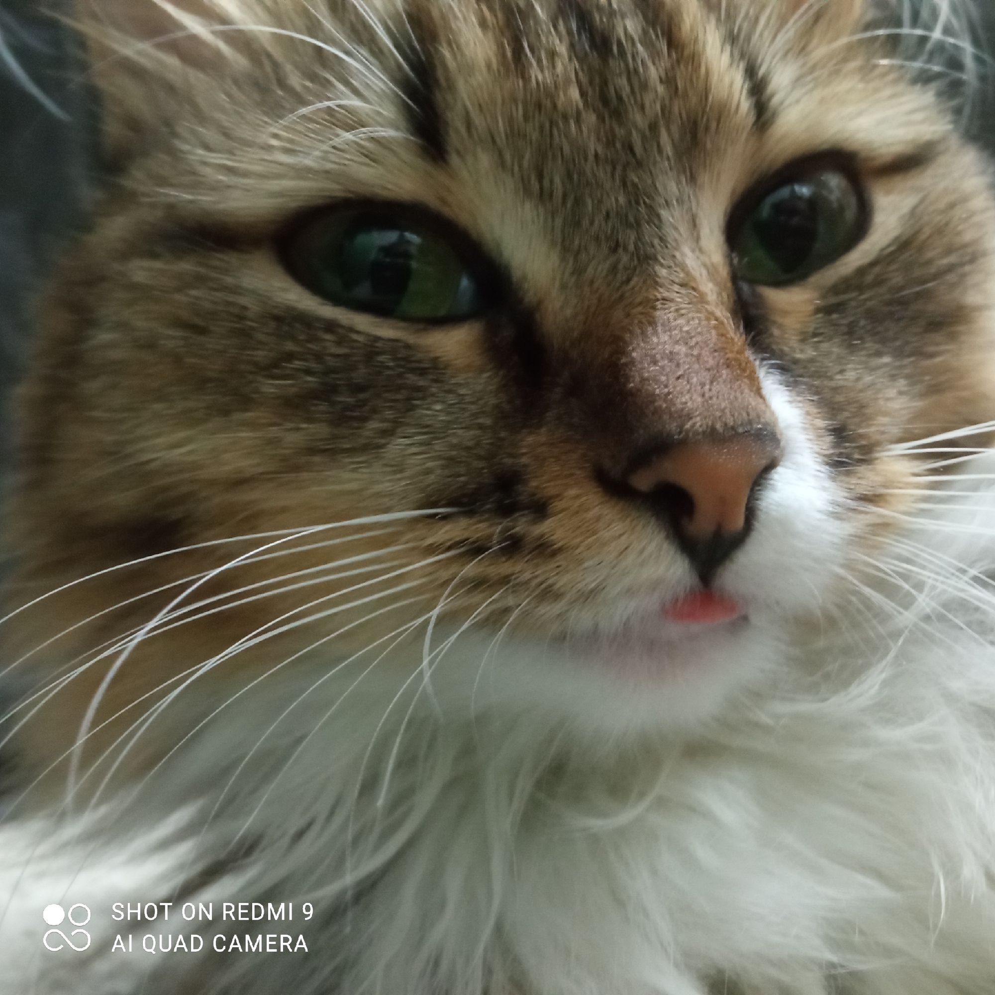 A close-up photograph shows the face of a long-haired cat. The cat has brown and tan fur on its head, green eyes, and white fur around its mouth and chest. Its tongue is slightly visible. The background is out of focus. The photo was taken with a Redmi 9 AI Quad Camera. There is no information available in the image to determine its location in Chaikovsky, Russia.