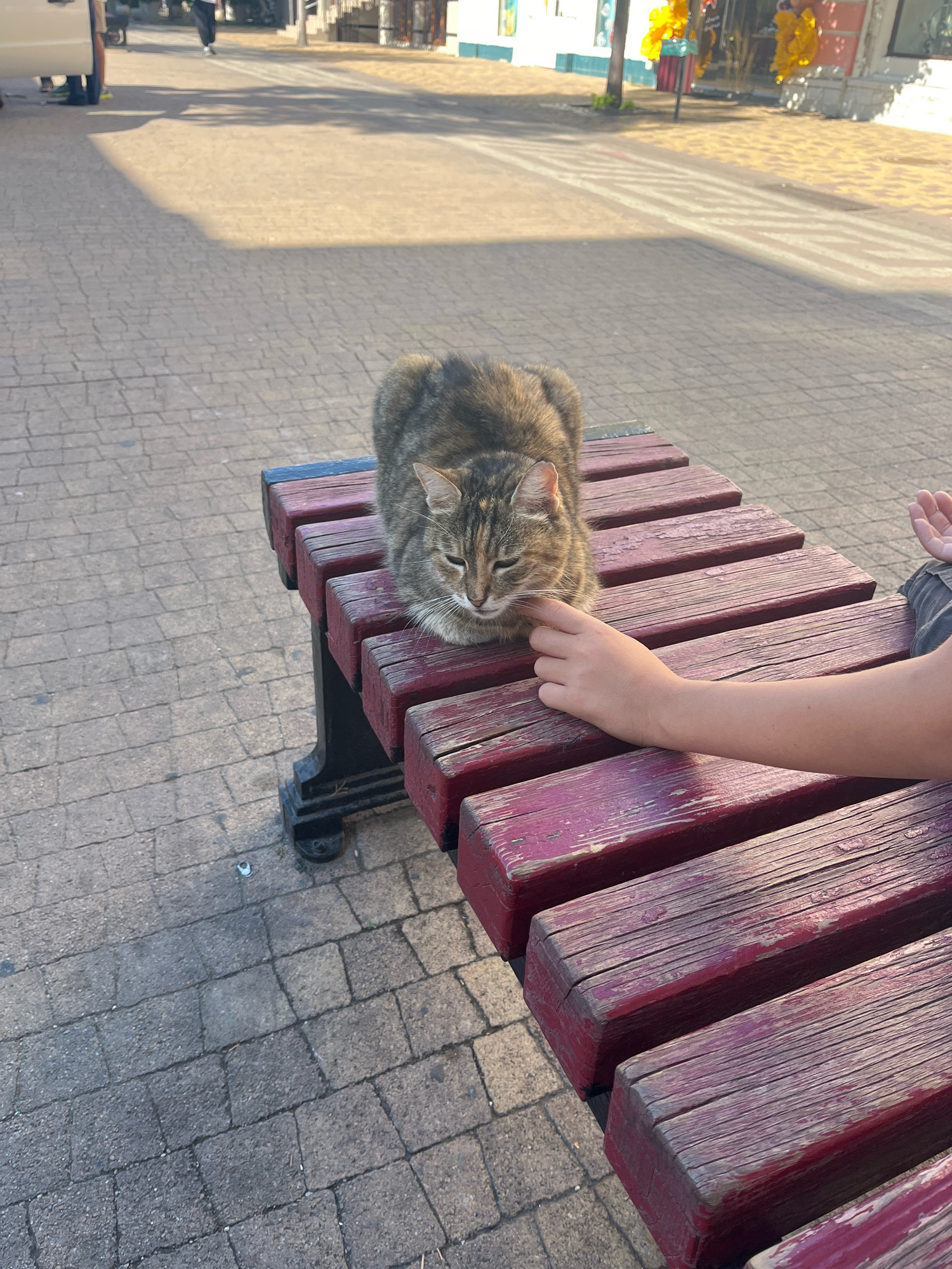 A tabby cat is resting on a wooden bench with faded red paint, its head resting on its paws. A person's arm is reaching out to pet the cat's head. The bench is situated on a paved area with a pattern of rectangular stones. In the background, there is a street with a few people walking and a vehicle. The scene appears to be an outdoor public space, possibly a street or pedestrian area in Simferopol, Ukraine.