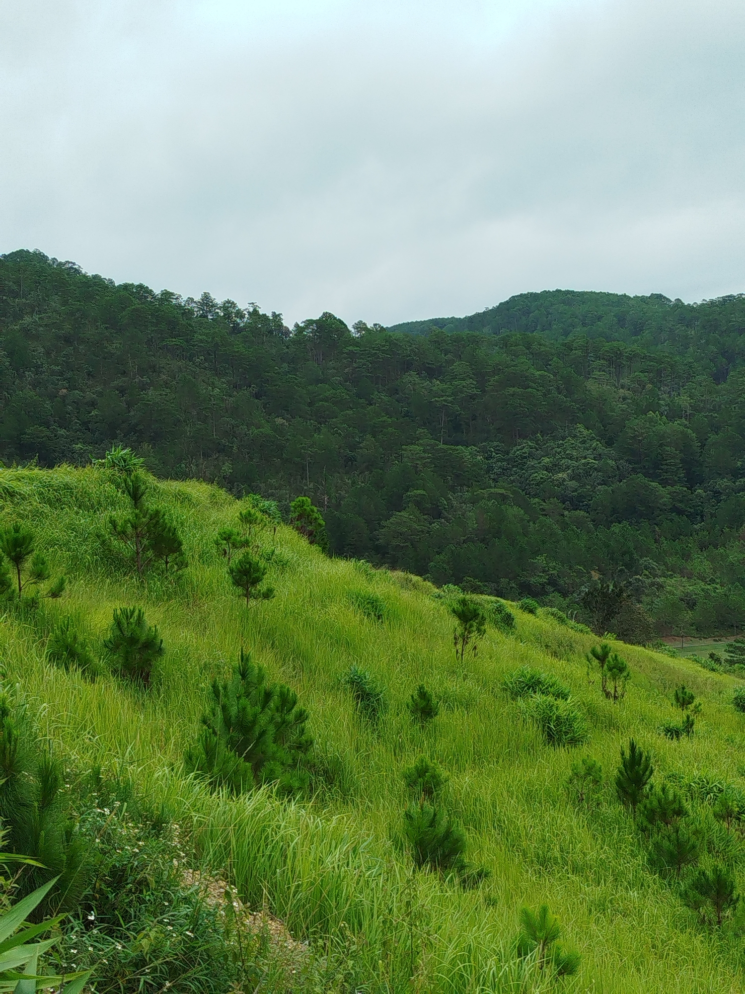 The image depicts a verdant hillside covered in lush green grass and scattered pine saplings. The foreground is dominated by the undulating terrain, with various heights and textures of grass, some appearing taller and more wild. Several young pine trees, characterized by their distinctive needle-like foliage, are interspersed across the slope, some appearing as solitary figures and others in small clusters.
In the background, a dense forest blankets the rolling hills, creating a deep green backdrop. The trees in the forest appear to be mature evergreens, possibly pine or a similar coniferous species, forming an unbroken canopy that extends upwards towards a hazy, overcast sky. The sky itself is a muted grey, suggesting a cloudy or overcast day. The overall impression is one of natural, unspoiled landscape.
While the prompt mentions the city of Hiep Thanh, Vietnam, there are no specific landmarks or elements within the image that definitively identify this location. The scene is a generic representation of a natural, possibly mountainous or hilly, rural environment characterized by extensive vegetation. There are no people, structures, or man-made objects visible in the photograph. The focus is entirely on the natural elements of the landscape.