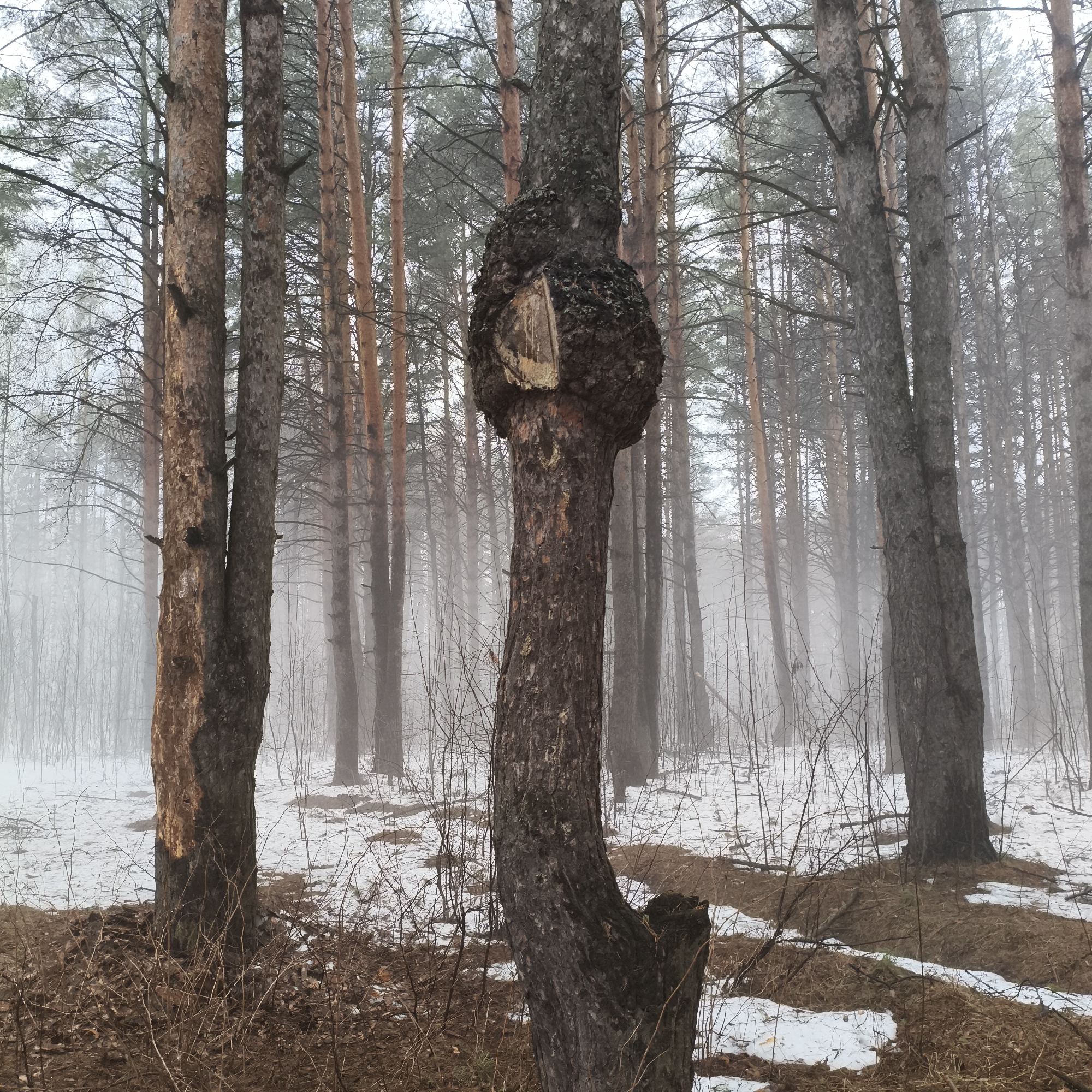 The image depicts a foggy forest scene, likely in a coniferous or mixed forest. The trees are mostly tall and slender, with some showing patches of exposed bark. There is snow on the ground, mixed with fallen leaves and twigs. A distinctive tree in the foreground has a large burl or growth on its trunk. The fog creates a sense of depth and obscures the background trees. The location is Chaikovsky, Russia.