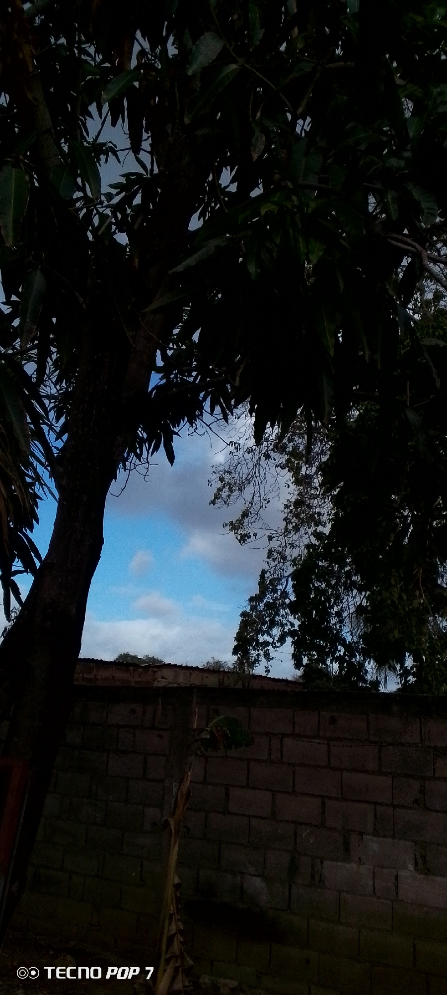 The image captures an outdoor scene, likely a garden or residential area in Altagracia, Venezuela, featuring a large, dark tree dominating the left foreground and extending across the top. Its dense canopy, possibly belonging to a mango tree given the leaf shape, casts much of the upper portion of the image into deep shadow, silhouetted against the sky. Another tree with sparser foliage is visible on the right.
Below the tree line, a weathered brick wall runs horizontally across the midground, indicating a boundary. Above the wall, a bright blue sky with scattered white and grey clouds is visible, suggesting either early morning or late afternoon, as the direct sunlight is not hitting the foreground subjects, leaving them in shadow. The overall impression is one of natural tranquility. No people or specific activities are depicted. The bottom left corner of the image contains a visible watermark with the text "TECNO POP 7".