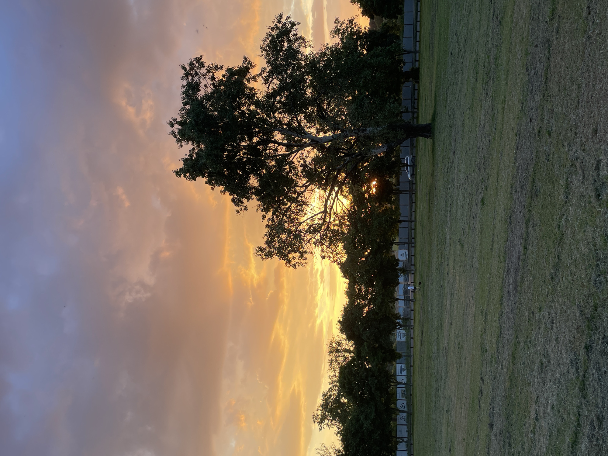 The image shows a sunset view of a park in Belgrade, Serbia. In the foreground, there is a large tree silhouetted against the colorful sky, which is a mix of orange, yellow, and grey hues. The sun is partially obscured by the tree, casting a warm glow through its branches. Behind the tree, there is a row of smaller trees and a fence. A grassy field covers the ground. The image is taken at dusk, evidenced by the fading light and deepening colors. There are no people visible in the image.