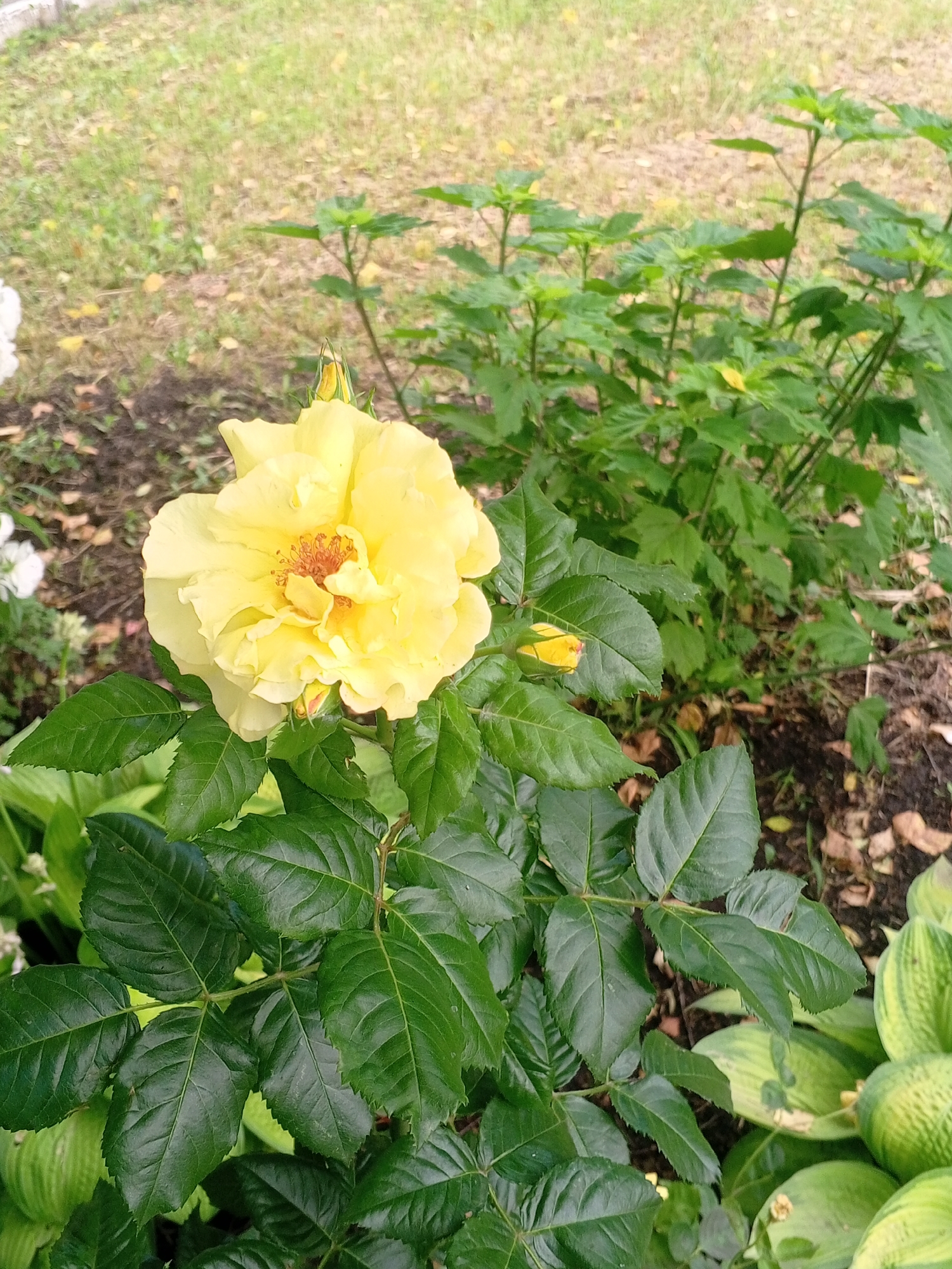 A close-up, eye-level shot focuses on a vibrant yellow rose in full bloom, set against a backdrop of lush green foliage and a grassy, somewhat dry lawn. The rose, positioned in the foreground, displays delicate, ruffled petals and a prominent cluster of stamens in its center, tinged with orange-brown. Below the flower, a tightly closed yellow bud hints at future blooms. The rose bush's dark green, serrated leaves fill the lower portion of the frame. To the right, a bed of hosta plants with variegated green and yellow leaves adds texture to the scene. The background consists of a muted green lawn dotted with fallen leaves, suggesting an outdoor setting, possibly a garden or park. The lighting is soft and diffused, indicating an overcast day or the shade of trees. The image appears to be taken in Yessentukskaya, Russia, a location known for its natural beauty and spa resorts, which often feature well-maintained gardens. There are no people or animals present in the image, and no specific actions are depicted. The scene is static and serene.