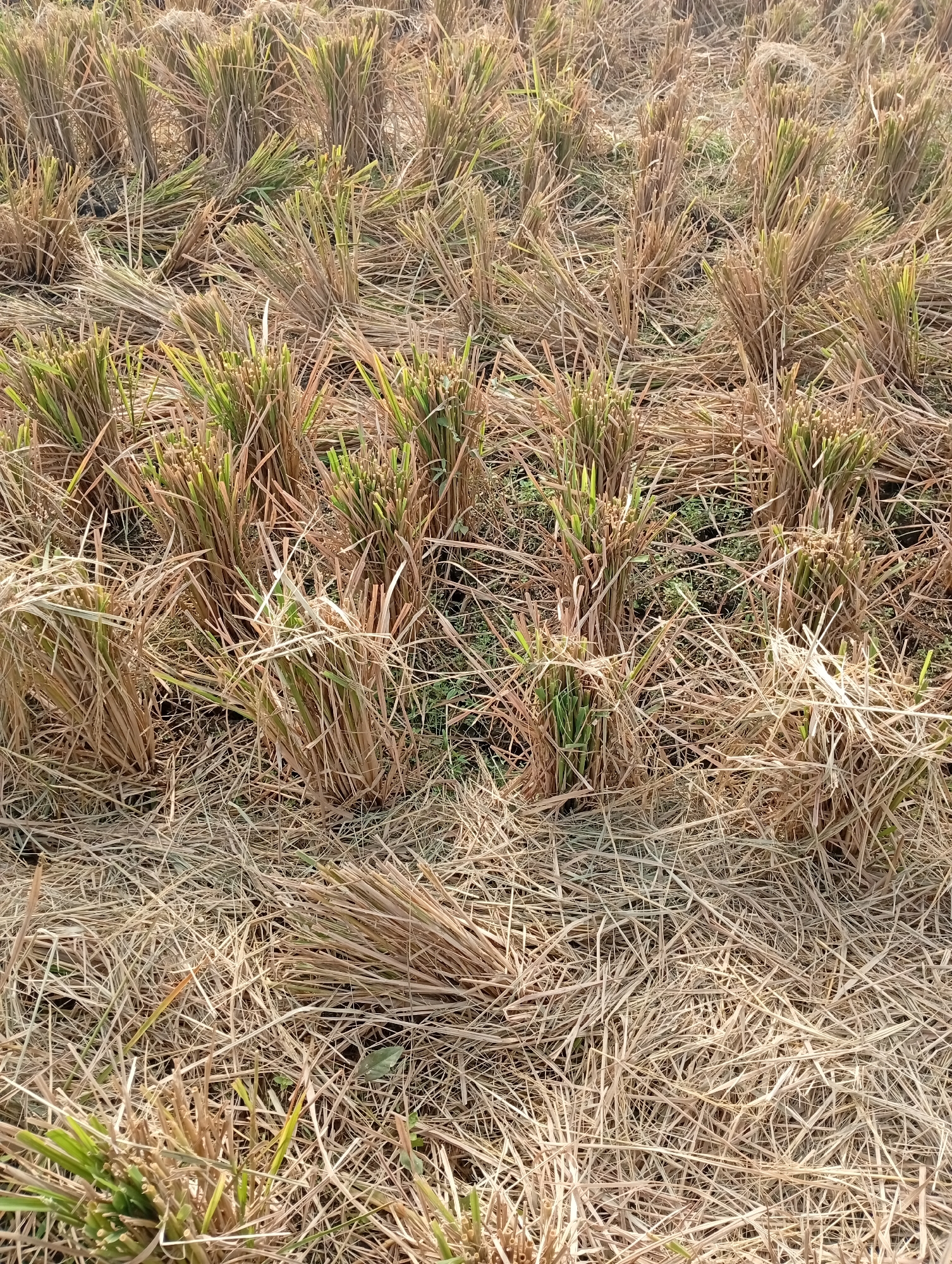 This is a close-up, eye-level, vertical, outdoor, daytime photograph of a harvested field, likely after a crop of rice or wheat. The ground is covered with dried stalks and stubble from the removed crop, with some patches of green grass peeking through in places. Bunches of the harvested stalks, cut short and standing upright in clumps, are scattered across the field. The lighting suggests it is a sunny day, casting subtle shadows and highlighting the dry textures of the straw. The overall impression is one of a field that has recently been harvested. The scene is in a rural or agricultural area, with no visible man-made structures or people.