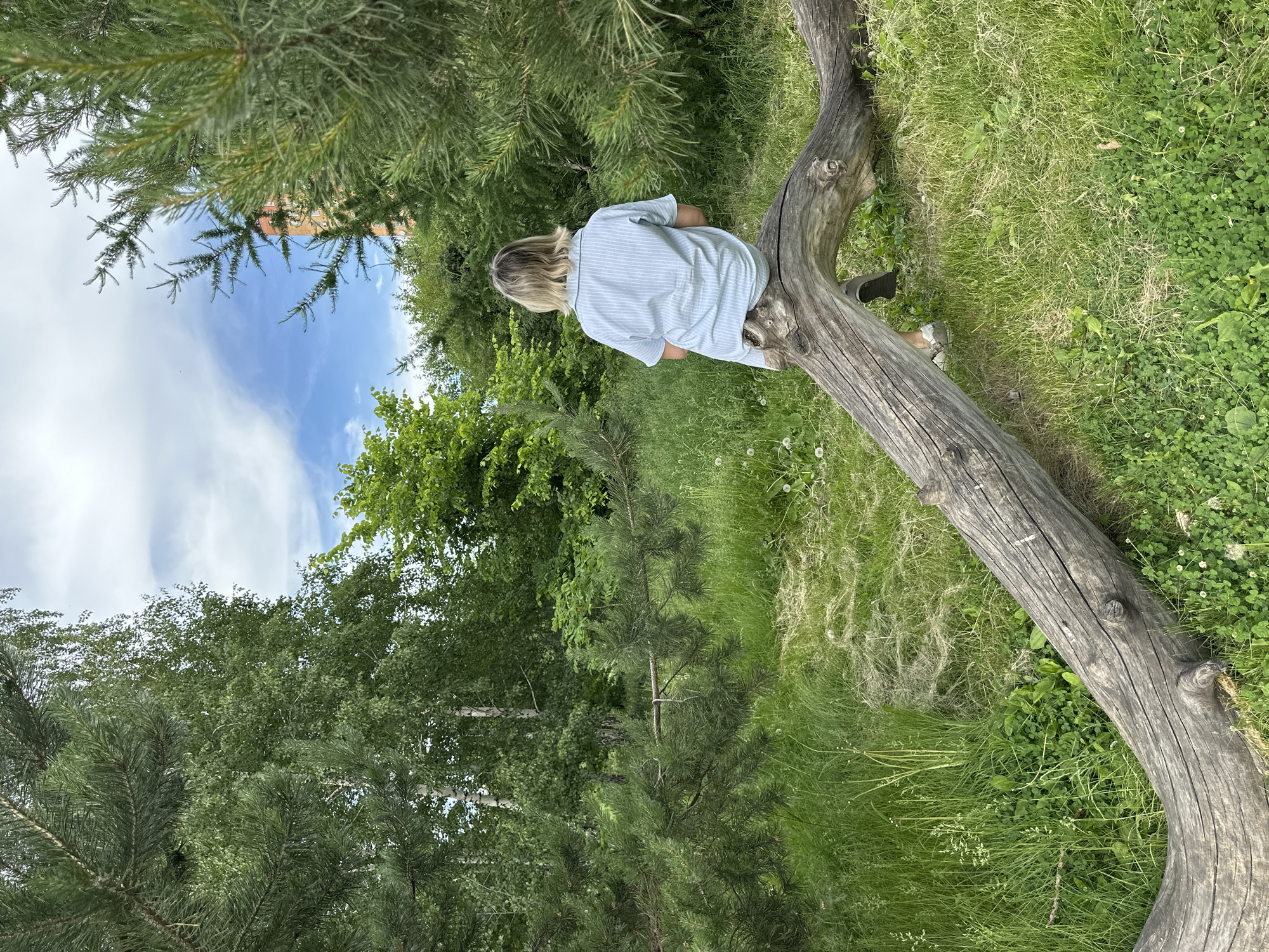 This image, originally rotated 90 degrees clockwise, depicts a serene outdoor scene, likely a park or wooded area in Omsk, Russia, when viewed correctly oriented. A woman with light blonde hair, wearing a light blue and white striped short-sleeved shirt, is seated on a large, weathered, horizontal log. She is seen from behind, facing towards the left side of the frame, looking into the trees.
The log spans the lower-mid section of the photograph, its aged texture and knots clearly visible. The ground beneath and around the log is covered in lush green grass, dotted with clover and other small wildflowers. The environment is rich with diverse foliage. Numerous pine trees with their distinct needles are prominent in the foreground and extend to the left and upper left. Further back, and towards the right, are deciduous trees with brighter green leaves.
The upper portion of the scene reveals a bright blue sky adorned with fluffy white clouds, indicative of fair weather during the daytime, likely late morning or afternoon. A hint of a reddish-brown building can be discerned through the distant trees, suggesting the proximity to an urban or developed area rather than deep wilderness. The overall atmosphere appears peaceful and contemplative. No visible text is present in the image.