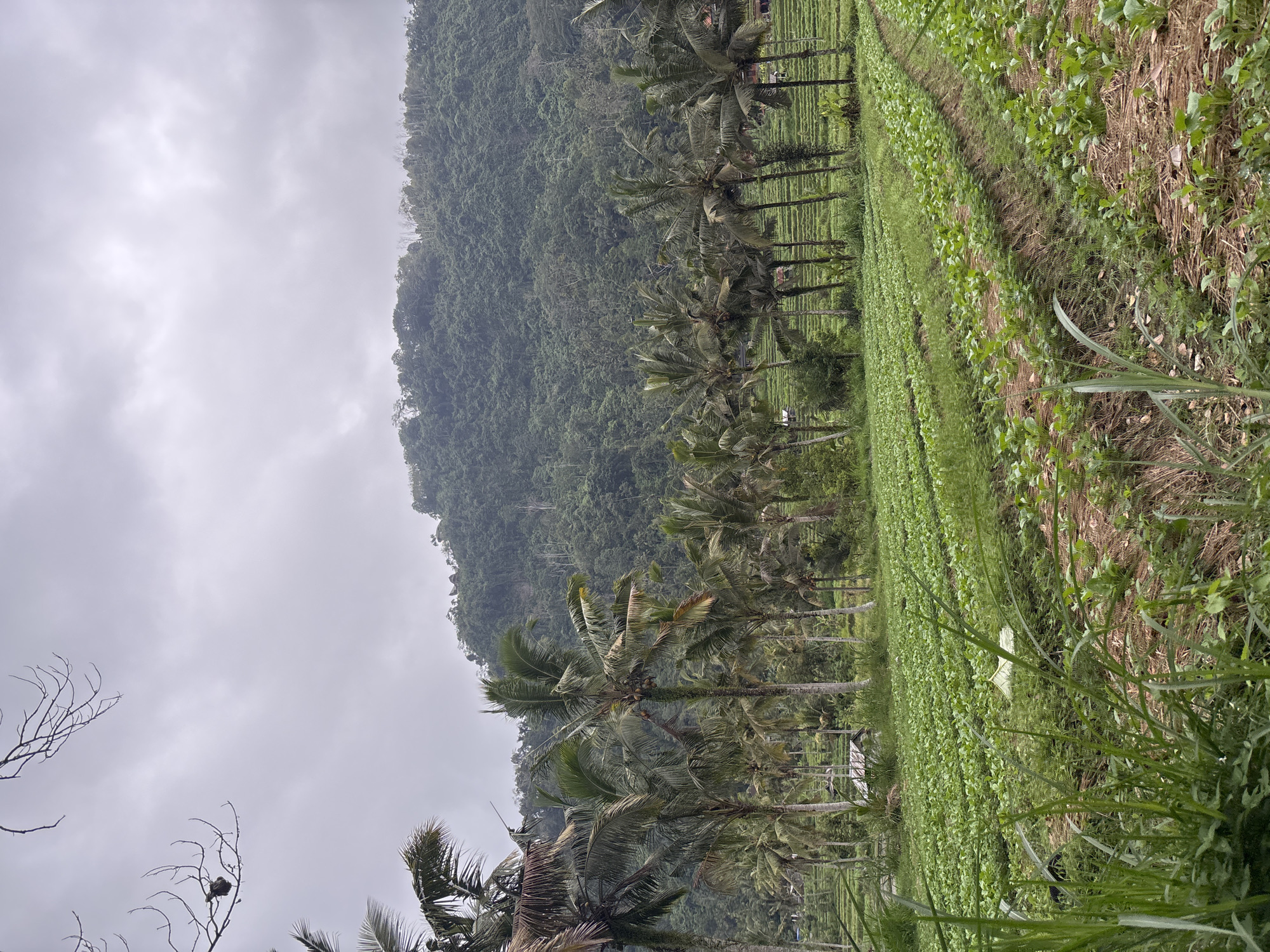 The image depicts a lush agricultural landscape in Sidemen, Indonesia. In the foreground, rows of young green crops, likely vegetables, are meticulously planted in terraced fields. The soil appears dark and is partially covered with straw or mulch. Tall palm trees are scattered throughout the scene, their fronds creating a distinct silhouette against the overcast sky. In the middle ground, more palm trees are visible, interspersed with what appear to be small rustic structures, possibly farm buildings or shelters. Beyond the palm trees and fields, a densely forested hillside rises, covered in a variety of green vegetation. The sky is a uniform gray, indicating cloudy or overcast weather. The overall impression is one of a tranquil, rural environment where agriculture is the dominant activity.
