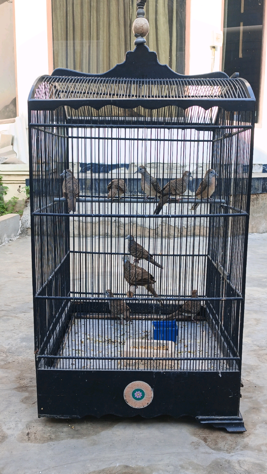 A black metal birdcage containing several zebra doves is displayed outdoors. The cage is rectangular and has a decorative finial at the top. Inside the cage, the doves are perched on horizontal bars or standing on the floor, which is covered with scattered seeds. A small blue feeding dish is also visible on the floor of the cage. The cage is positioned on a concrete surface, with a blurred background showing a building with curtains and some vegetation. The overall scene suggests a domestic setting, possibly a backyard or balcony, in Surabaya, Indonesia.
