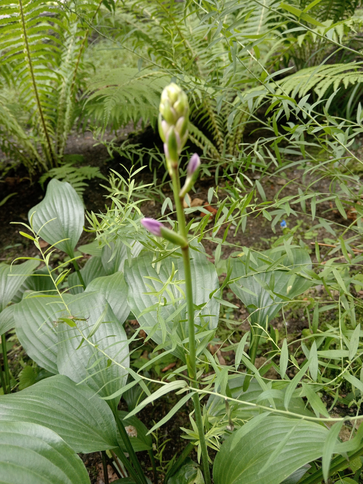 A close-up, eye-level outdoor shot focuses on the center of the frame on a tall, slender green plant stem topped with a cluster of pale purple, unopened buds and a few open, smaller buds. Surrounding the central plant are large, glossy, deep green hosta leaves. In the background, out-of-focus, are ferns with feathery fronds and dark soil. The scene appears to be a shaded garden bed. No people are visible. The image does not contain specific identifying features of Belogorsk, Russia.
