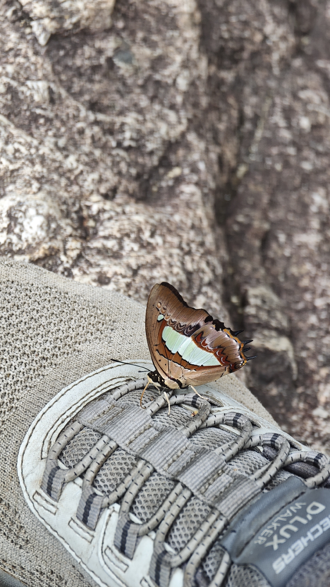 A butterfly rests on a gray Skechers D'Lux Walker shoe, partially visible on the lower right. The shoe sits on a gray textured surface, possibly a cloth or fabric. In the background, there is a blurred rocky surface. The location in Đà Nẵng, Vietnam, is unknown.