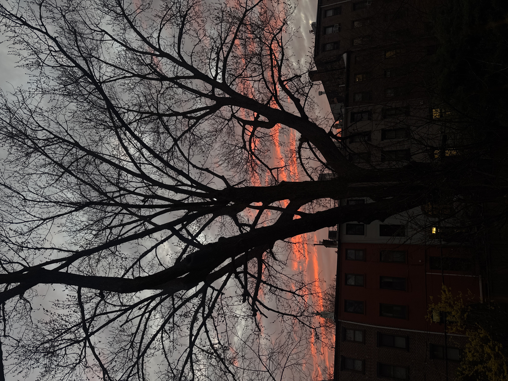 The image presents an urban residential scene at dusk, likely in New York City, United States of America. A large, deciduous tree, mostly devoid of foliage, dominates the central and upper foreground, its dark, intricate branches silhouetted against the sky. The sky along the horizon displays intense orange and red coloration, indicating a sunset, which transitions upwards into a pattern of grey clouds. Below the horizon, a row of multi-story residential buildings is visible. These include a brick building on the left, an adjacent dark red painted building, and further dark-toned apartment or brownstone-style structures to the right. Several windows within these buildings show illuminated interior lights. Rooftops feature chimneys and what appear to be air conditioning units. A white spire or distinct architectural element is faintly discernible above the red building, silhouetted against the bright sky. The very bottom of the frame shows dark, indistinct shrubbery or low-lying foliage. No people are visible.