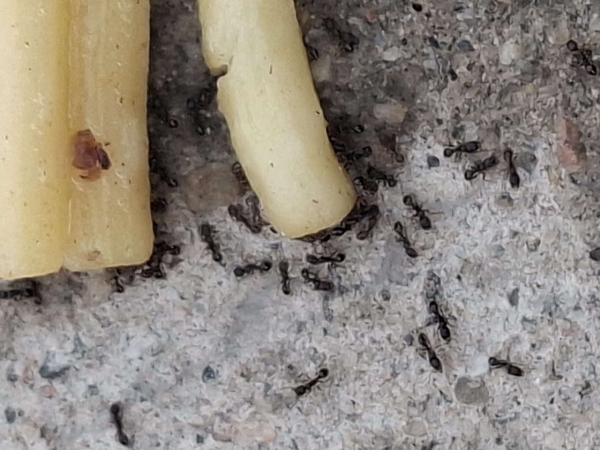 The image displays a close-up view of several ants on a textured, grayish surface, possibly concrete or asphalt. Two elongated, light-colored objects, possibly food items like breadsticks or processed cheese, are positioned in the upper and lower right portions of the frame. A small, reddish-brown insect, possibly a mite or a dead ant, is visible on the upper object. Numerous black ants are actively crawling on the surface and on the food items, suggesting they are feeding or foraging. The environment appears to be outdoors, given the natural texture of the ground and the presence of ants. The scene does not provide any specific indicators to determine its location within Almaty, Kazakhstan.