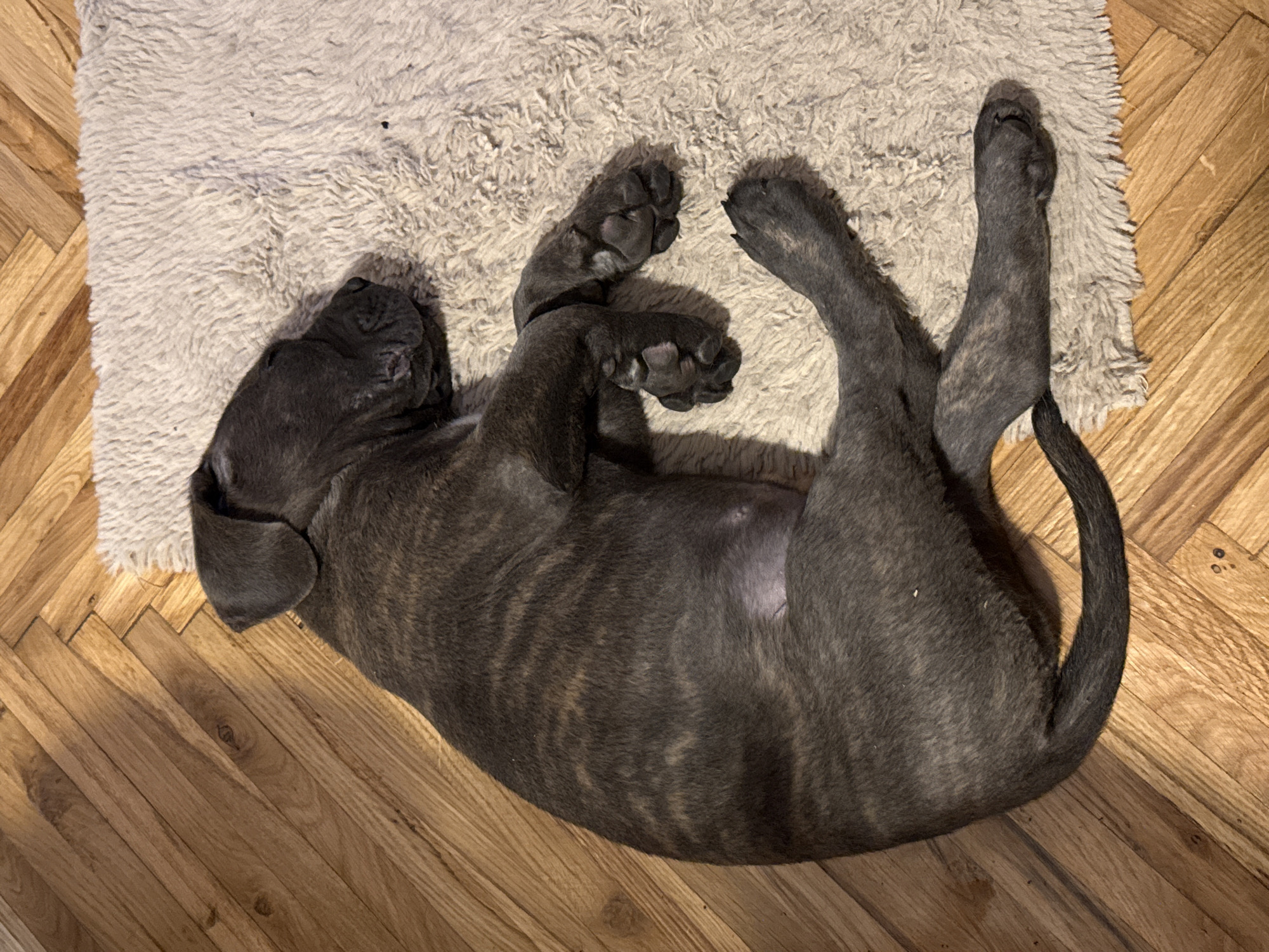 A brindle-coated puppy is sleeping curled up on a shaggy, light-colored rug, which is placed on a wooden floor. The puppy's head is resting on its paws, and its eyes are closed. The rug is positioned in the upper right portion of the image, while the wooden floor, laid in a herringbone pattern, occupies the rest of the frame. The lighting suggests it is daytime, with shadows cast by the puppy and the rug onto the floor. There are no people or other animals visible in the image. The location is not specified within the image.