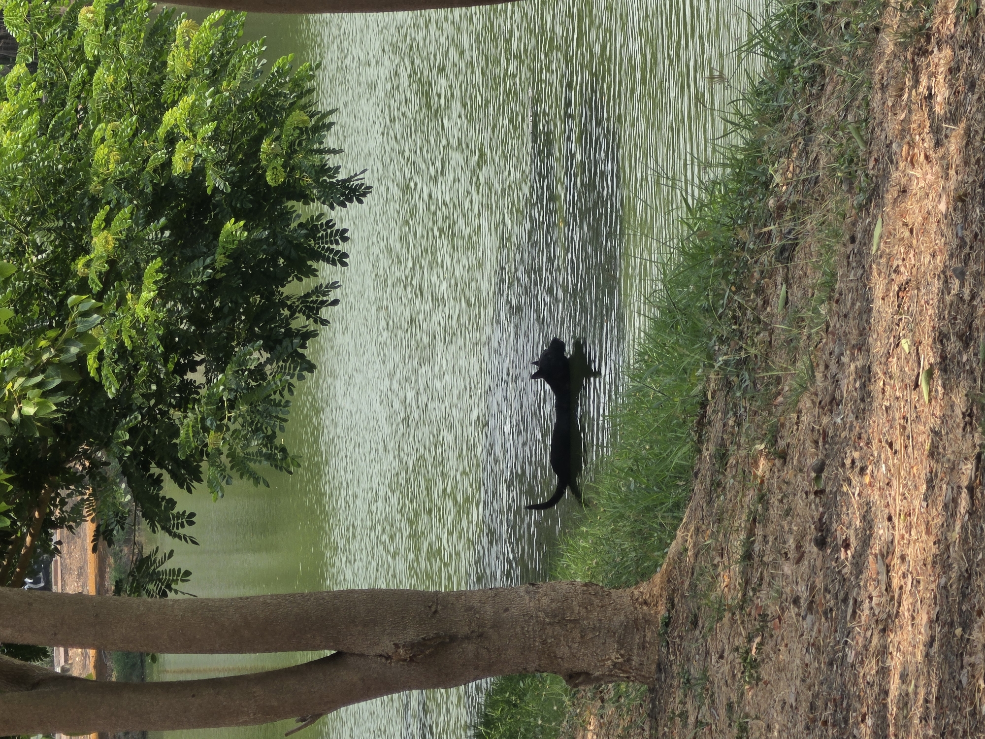 The image depicts a tranquil scene near a body of water in Phra Nakhon Si Ayutthaya City Municipality, Thailand. A black dog stands at the edge of the water, its attention directed towards the lake. The shoreline is defined by green grass transitioning into a brown, earthy area covered with dried leaves. A tree trunk is prominently positioned in the foreground, providing a natural frame. Lush green foliage occupies the left side of the image, adding to the overall natural ambiance. The water surface has a slight ripple, creating subtle patterns of light and shadow.