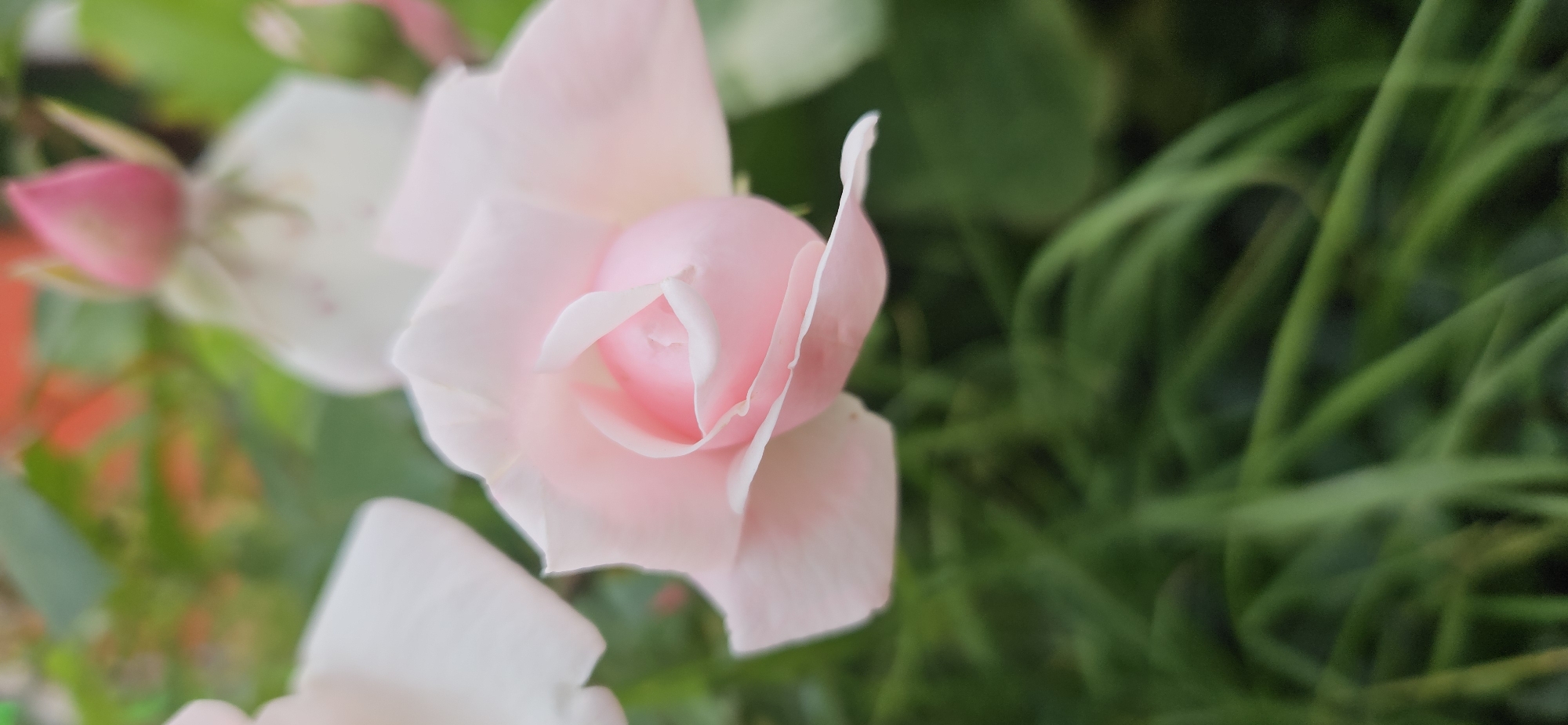 The image is a close-up, vertical shot of a light pink rose in soft focus. The rose's petals are unfurling, revealing a deeper pink at its center. The background is a blur of green foliage and hints of other soft-colored flowers, suggesting a garden setting. The focus is sharpest on the center of the rose, with a gradual softening towards the edges and the background. There are no people or specific landmarks visible in the image. Therefore, it is impossible to determine its location in Vitsebsk, Belarus.