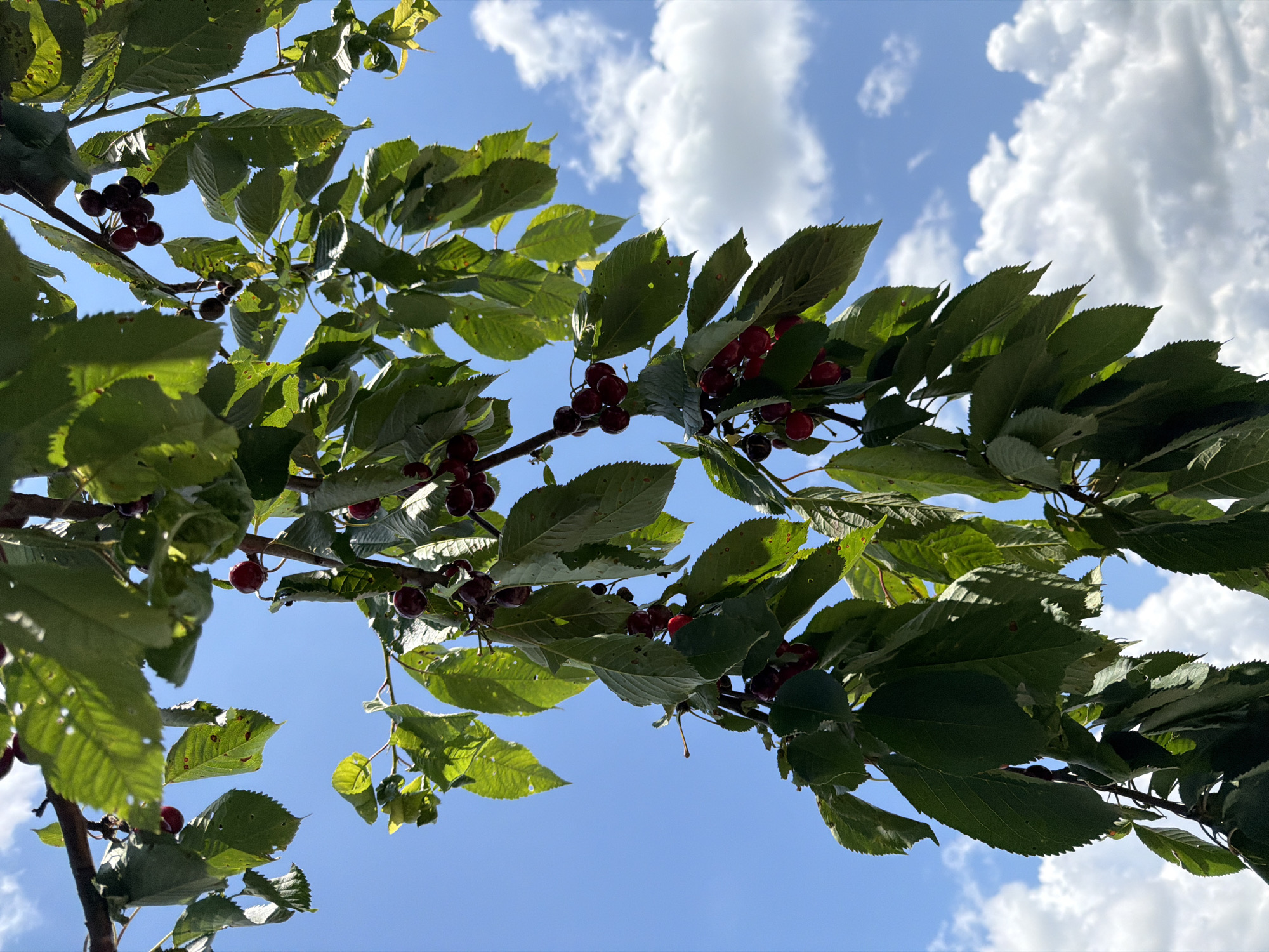 The image is a close-up shot of cherry branches against a bright blue sky with scattered white clouds. The branches are laden with dark red cherries and lush green leaves. The perspective is looking upwards, capturing the fruit and foliage from below. The scene appears to be outdoors in a natural setting, likely a cherry orchard or a tree in a park or backyard. There are no people or man-made structures visible in the frame. The lighting suggests it is daytime, possibly late morning or early afternoon, given the brightness of the sky and the sunlit leaves. The overall impression is one of a bountiful harvest and a pleasant summer day.