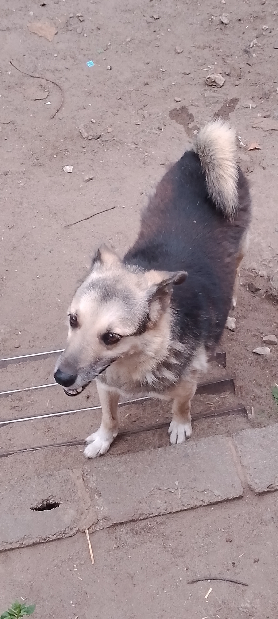 A medium-sized dog with black and tan fur stands on a dirt ground in what appears to be an outdoor yard. The dog is facing left and its mouth is slightly open, revealing its teeth. The dog has erect ears and a bushy tail that curls upwards. The ground is covered in dirt, small stones, and some dry vegetation. There are also some metal bars running horizontally in the foreground, and what appears to be a concrete structure. The overall scene suggests a rural or semi-rural environment. There are no visible people in the image. The location is not identifiable as specifically being in the city of Belgorod, Russia, based solely on the visual information presented in the image.