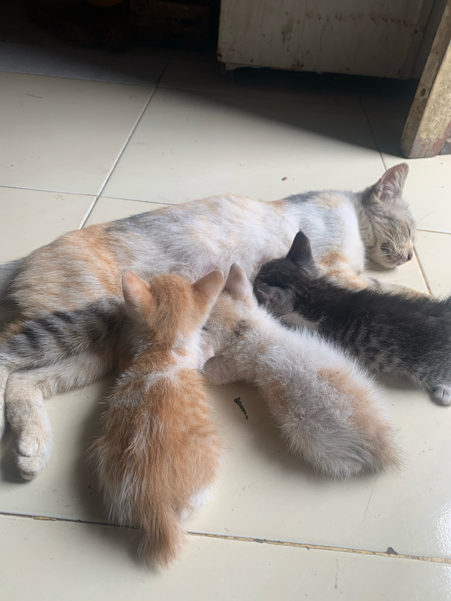 In Karangtengah, Indonesia, a calico mother cat lies on a tiled floor, nursing three kittens. Two of the kittens are light orange and white, while the third is dark gray and black. The mother cat appears to be sleeping. The environment suggests an indoor setting with tiled flooring.