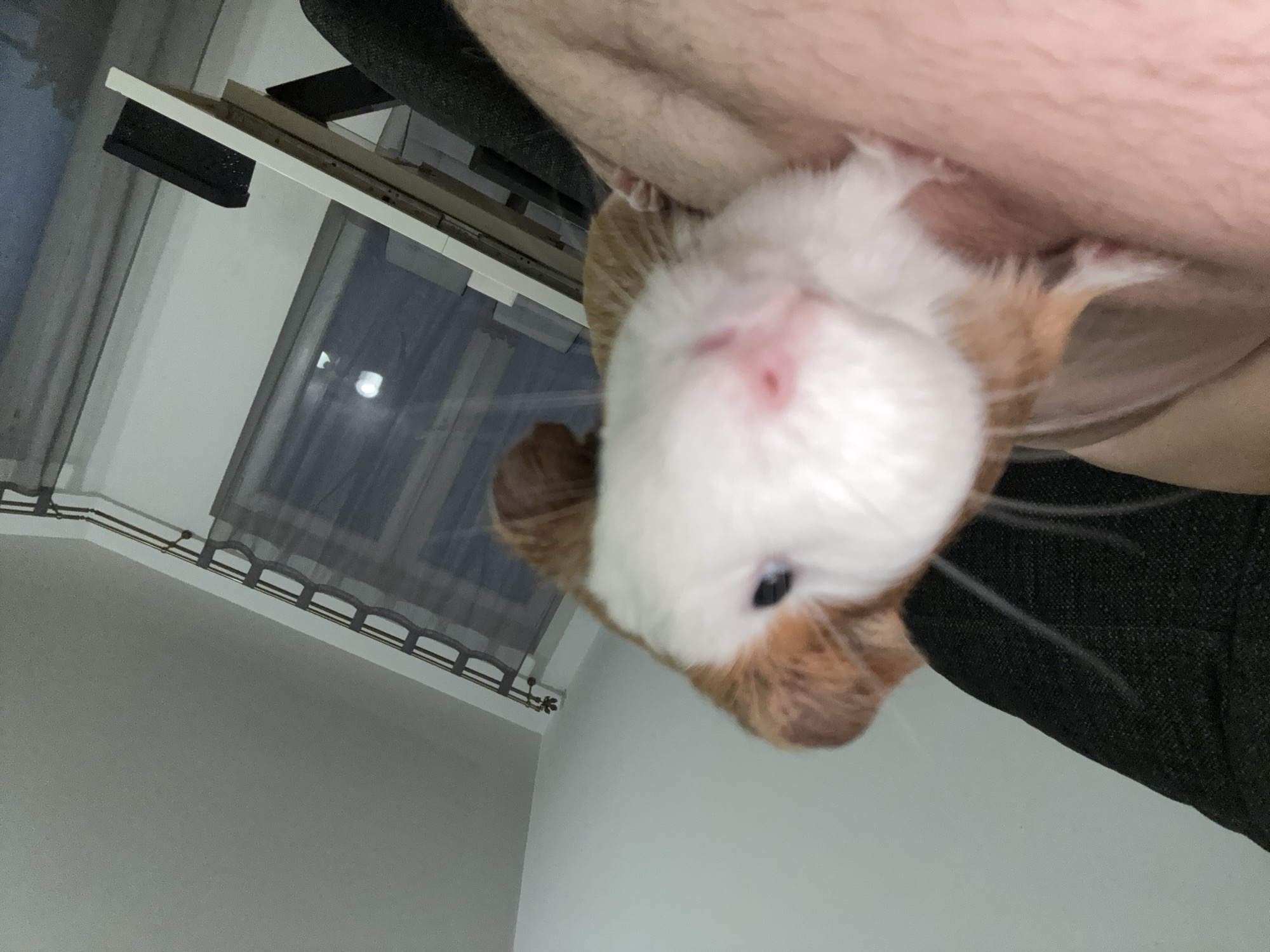 The image is a close-up, low-angle shot of a guinea pig being held. The guinea pig, with brown and white fur, has its face towards the camera, with its nose and whiskers prominent. The guinea pig is resting on a person's arm or chest, with visible skin texture. In the background, a dark fabric surface, likely upholstery, is visible to the left. Further back, a white surface, possibly a table or desk, is seen with dark objects on it. Curtains are visible on a window in the background, suggesting an indoor environment. The lighting appears to be artificial. No specific location in Toruń, Poland, is discernible from the image.