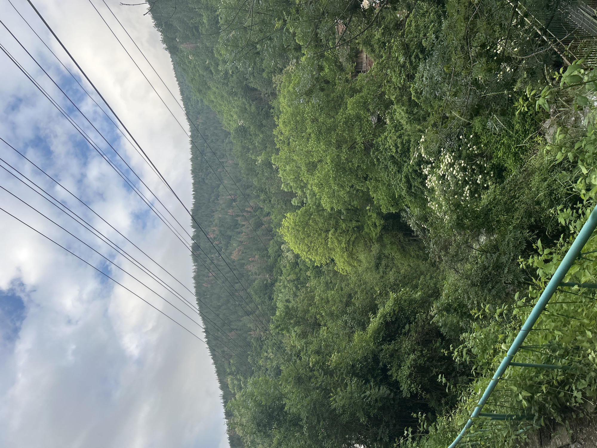The image displays a vibrant natural landscape, presented in an unusual vertical orientation where the sky occupies the left side and a dense, forested hillside the right. In the upper-left portion, patches of blue sky are visible amidst fluffy white clouds, transitioning to more overcast, grayish-white clouds further down.
Several dark, parallel utility lines, possibly power or communication cables, stretch diagonally across the frame from the top-left (sky) towards the mid-right, passing over the tree line. Approximately seven to eight lines are clearly discernible.
The right side of the image is dominated by a lush, verdant forest, densely covering a steep mountain or hillside that extends into the background. The foliage showcases various shades of green, with some areas appearing lighter, suggesting different tree types or new growth. Within this rich green tapestry, particularly in the mid-right section, a cluster of small white flowers adds a delicate accent. In the bottom-right foreground, a section of a light blue or teal metal railing is visible, partially obscured by green leaves and bushes.
The scene depicts a daytime setting under partly cloudy skies. No human activity or discernible text is present. The overall impression is one of natural beauty juxtaposed with human infrastructure.