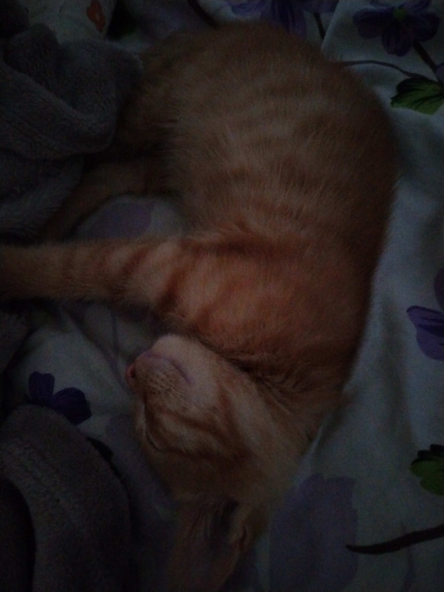 A ginger kitten sleeps curled on a floral patterned blanket. The kitten is lying on its side, with its head tucked in. The blanket is light colored with purple and green floral designs. A dark grey blanket or fabric is partially visible on the left side of the image. The scene is indoors, with low lighting. The location is not specified as Molodiia, Ukraine.