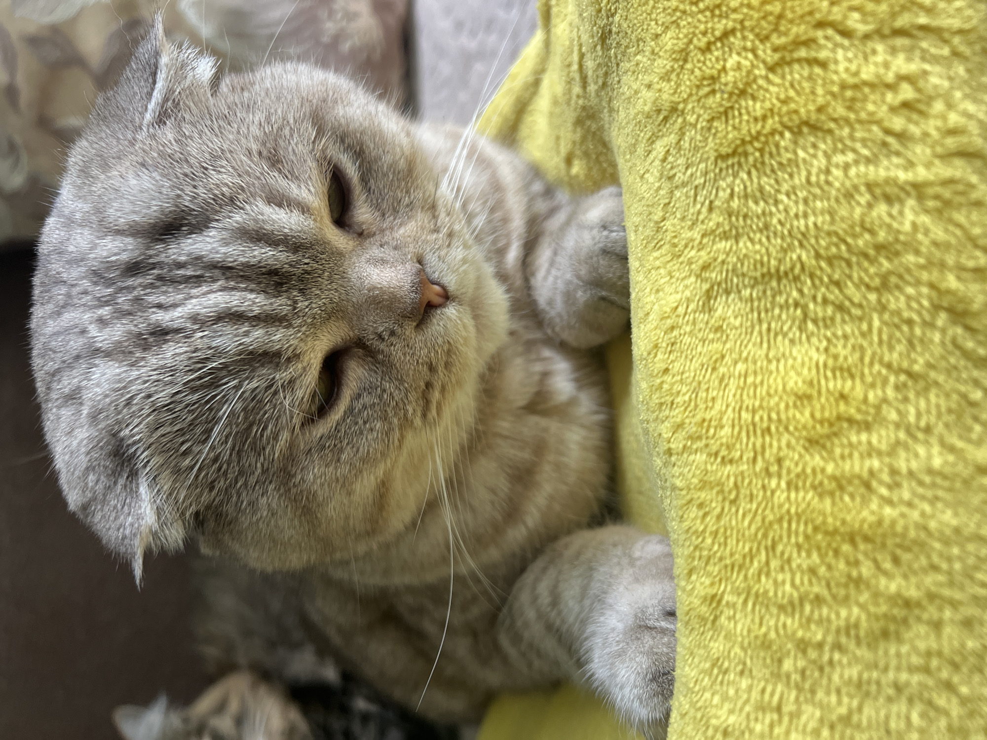 This image depicts an indoor scene in Chaikovsky, Russia. A light brown and grey tabby Scottish Fold cat is centrally positioned, resting on a bright yellow terry cloth blanket or towel. The cat is lying on its stomach, with its head slightly downcast, and its characteristic folded ears are visible. Its eyes are largely closed, appearing as narrow horizontal slits, while its small pink nose and prominent white whiskers are in focus. The cat's front paws rest on the yellow fabric. In the out-of-focus background to the left, the blurred form of another feline's head is discernible. The environment appears to be a residential setting with soft, ambient lighting.