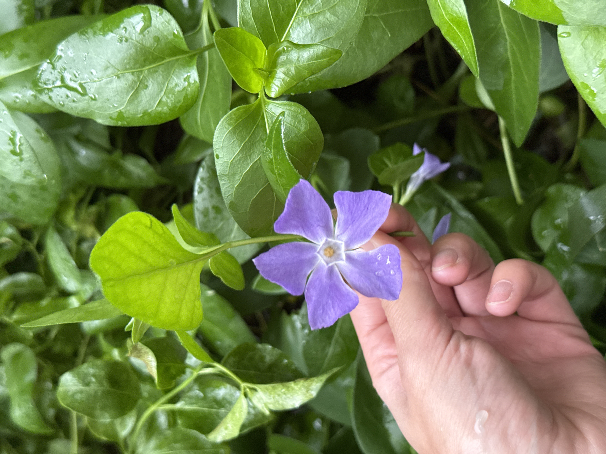 A human hand holds a purple flower with five petals. The flower is positioned against a backdrop of glossy green leaves, some with water droplets. The leaves appear to be part of a ground cover plant. The location is undetermined, and there is no indication of the city of Pleven, Bulgaria.