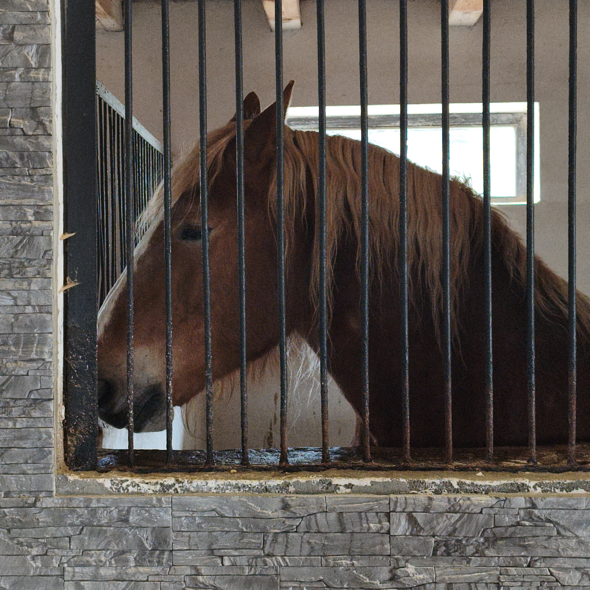A brown horse is confined within a stable or enclosure with metal bars. The horse is positioned behind the bars, its head and neck visible. The enclosure has a wall constructed of stone or brick-like material at its base. A window is visible in the background through the bars. Based on the question, the location is Капцёўскі сельскі Савет, Belarus.