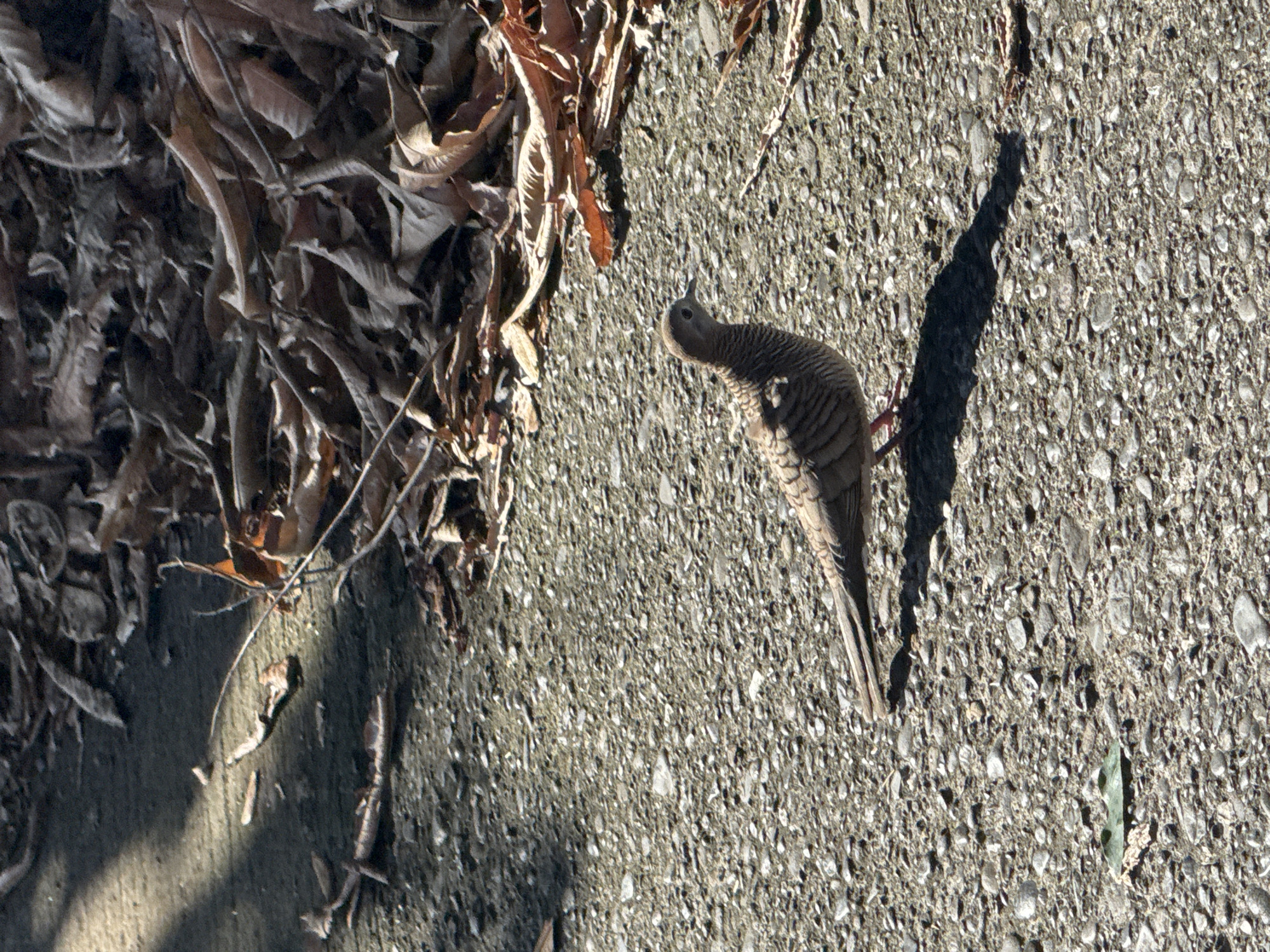 A single, light brown bird with dark gray barring on its chest and neck stands on a gravelly asphalt surface. The bird is facing right, with its head slightly lowered. Its shadow stretches to its left. In the background, to the right, is a pile of dried, brown leaves and twigs. To the left, a diagonal patch of sunlight illuminates a portion of the asphalt surface, creating a bright contrast with the shaded areas. The scene appears to be outdoors, possibly on a path or roadside, in a location that experiences seasonal leaf fall. Without specific landmarks or identifying features, the exact location within Davao City, Philippines, cannot be definitively determined. However, the presence of paved surfaces, foliage, and sunlight suggests an urban or semi-urban environment common to the region.