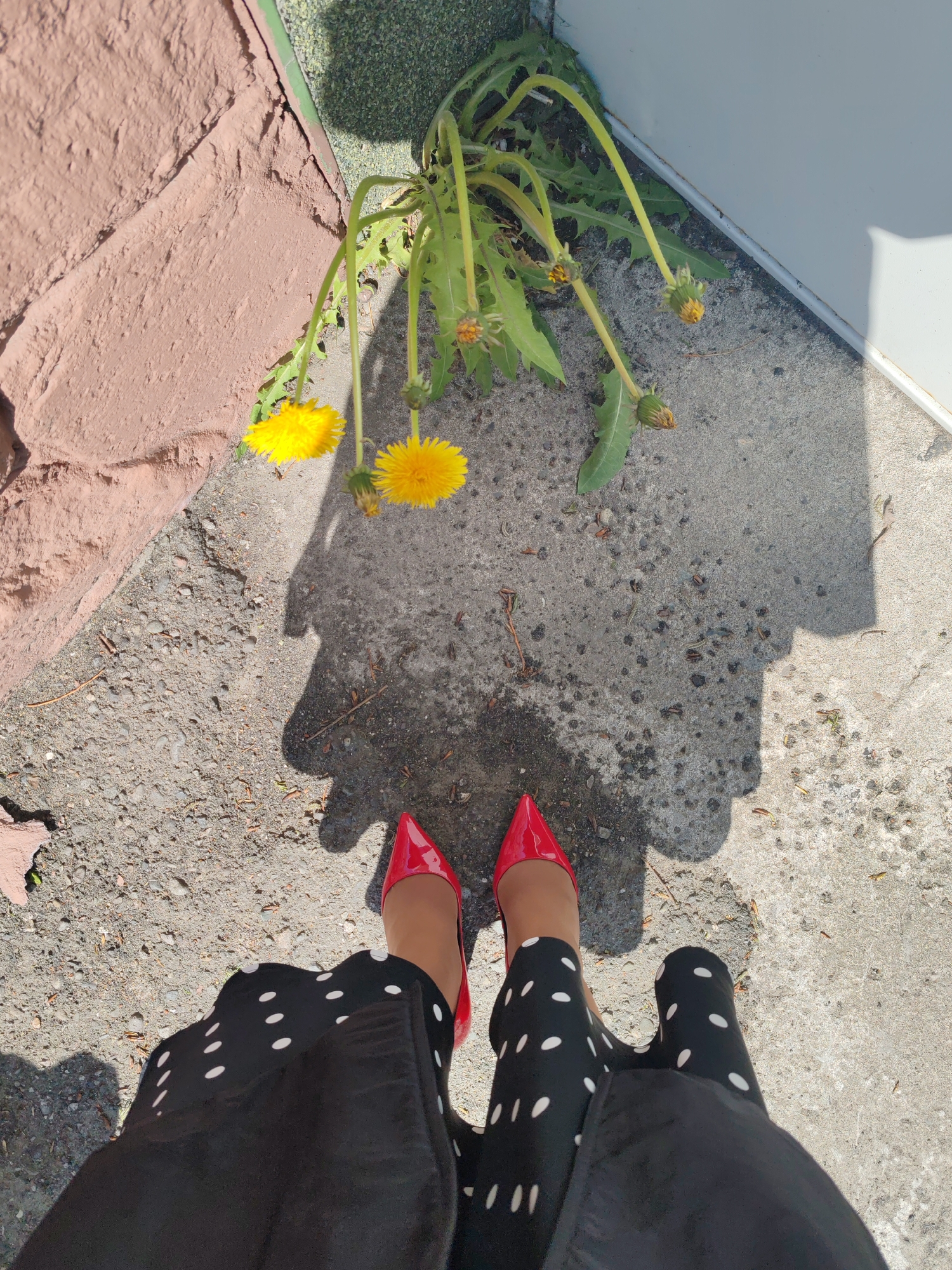 An overhead, eye-level shot captures a person's lower legs and feet, clad in bright red patent leather high heels and a black polka-dot skirt. They stand on a light gray concrete sidewalk, which is textured with small stones and debris. To the left, a rough, reddish-brown stone wall meets the concrete. A cluster of dandelions, with bright yellow flowers and green leaves, grows from a patch of dark soil and weeds near the wall. The dandelions are leaning towards the sidewalk, casting a shadow that extends towards the viewer. To the right, a plain white vertical surface, possibly a building wall or door, meets the concrete at a right angle. The sunlight casts strong shadows, indicating a bright, sunny day. The scene appears to be an outdoor urban environment.