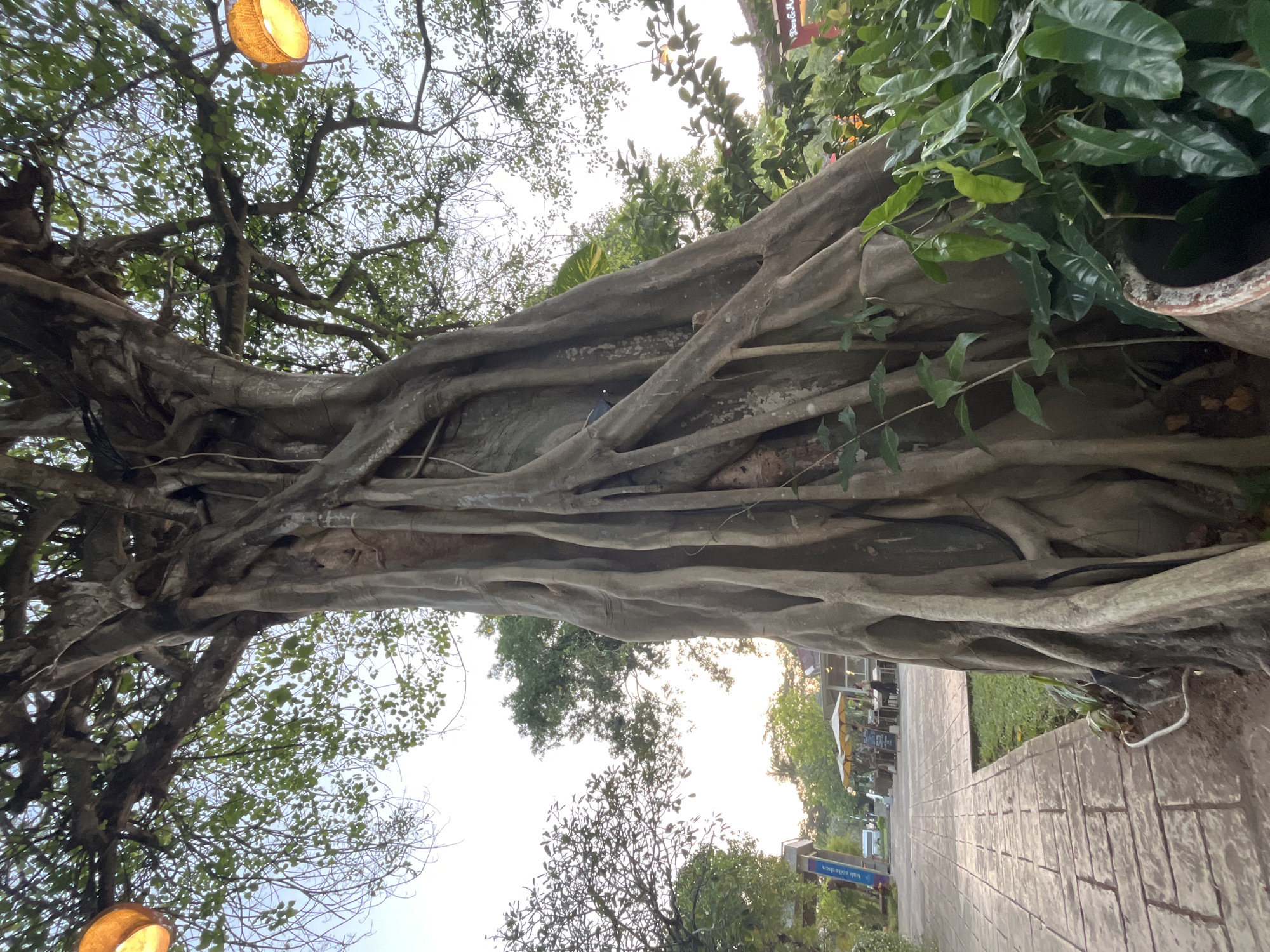 The image captures a close-up of a large, mature tree with thick, interwoven roots dominating the foreground. The tree's trunk is massive, characterized by multiple, sinewy aerial roots descending from its branches and merging into the main structure. The bark is rough and textured, exhibiting a greyish-brown hue. Above, the tree's canopy is dense with green foliage, creating a dappled effect with the sky visible through the gaps. Two circular, orange lamps, possibly hanging lanterns, are visible in the upper left and right portions of the image, suggesting an outdoor setting, possibly at dusk or dawn due to the soft lighting.
To the left of the tree, a paved walkway constructed with rectangular stone tiles extends into the background. Adjacent to the walkway, a patch of green grass is visible. Further in the background, a low-rise building with outdoor seating, shaded by umbrellas, is present. A few individuals are scattered around the seating area, appearing to be patrons of what could be a restaurant or cafe. A signpost with blue lettering is also discernible. In the far background, other trees and vegetation can be seen, contributing to a tropical or semi-tropical environment.
The scene is situated in the city of Kuta Selatan, Indonesia. The overall atmosphere is serene and inviting, with the majestic tree serving as a central focal point. The lighting conditions suggest it is either early morning or late afternoon.