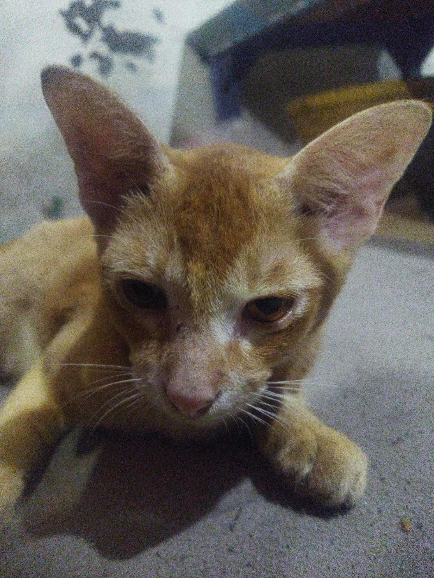A ginger cat is lying down on a gray concrete surface. The cat is looking directly at the camera with its ears perked up. The background is blurred and appears to be indoors, with some objects that suggest a domestic setting. The lighting is dim, creating shadows on the floor. This image was captured in Pekalongan, Indonesia.