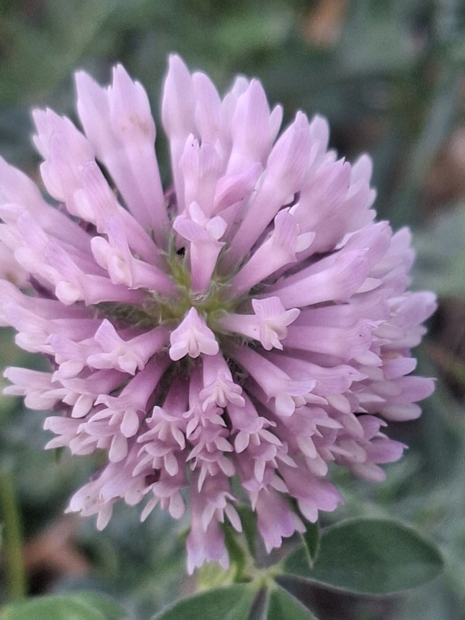A close-up, slightly out-of-focus photograph captures a pink clover flower. The flower's florets are tightly packed, forming a spherical head with visible stamens. The background is a blurred mix of green foliage and brown earthy tones. The image does not provide any information that can be used to determine its location in Almaty, Kazakhstan, or any details about people, actions, or interactions. The scene is solely composed of the flower and its immediate natural surroundings.