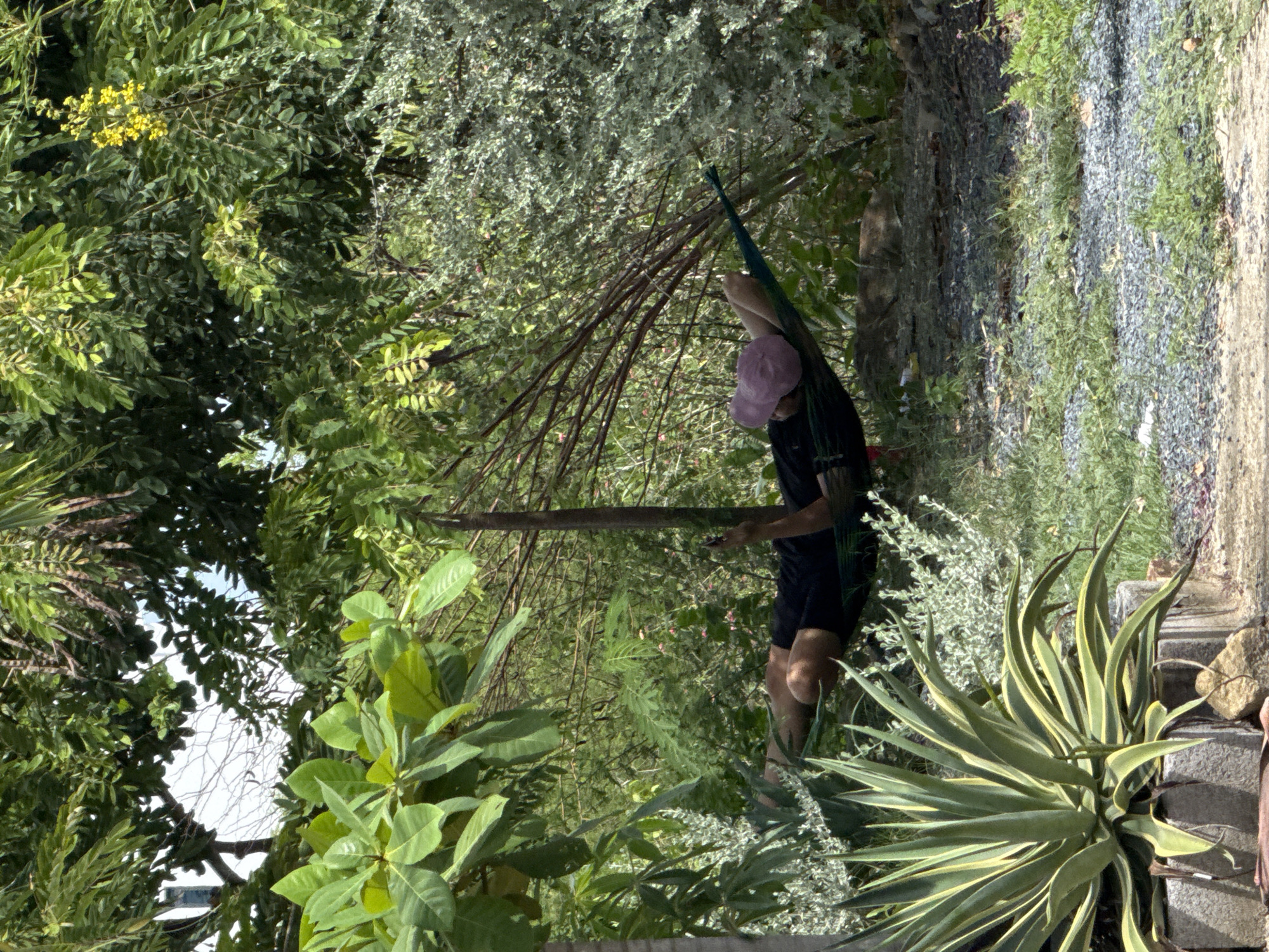 A person is lying in a hammock in a garden, outdoors. They are wearing black shorts and a black shirt, and a pink hat. Their left arm is extended upwards, and they are holding a mobile phone. The hammock is green. The garden is lush and green, with a variety of plants and trees. In the foreground, there is a large agave plant in a stone planter. The background shows dense foliage. The scene is brightly lit, suggesting it is daytime.
