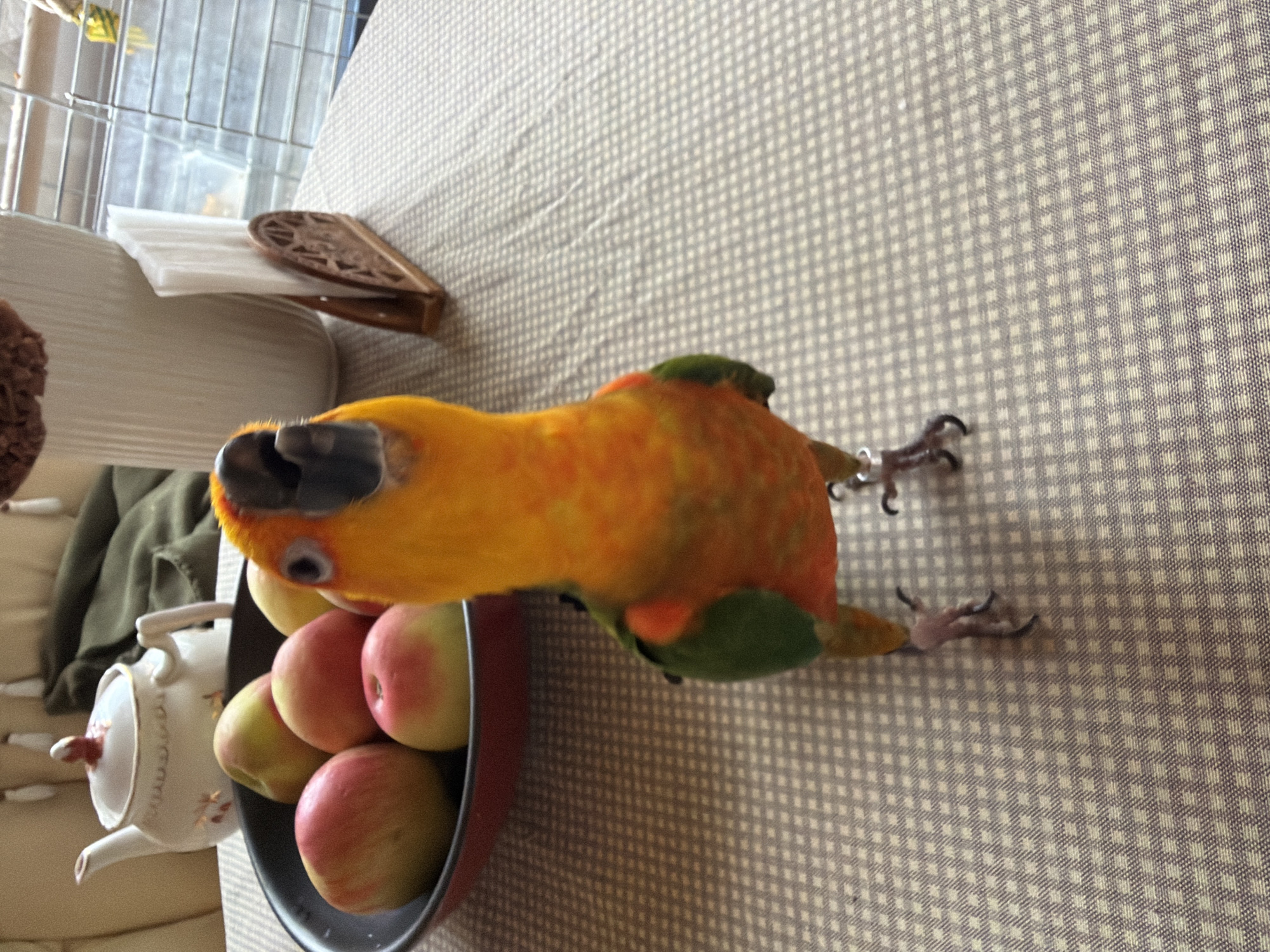 This image features a brightly colored parrot, likely a Sun Conure due to its vibrant orange, yellow, and green plumage, perched on a patterned tablecloth. The parrot is positioned head-down, with its beak open, seemingly reaching into or interacting with a bowl of apples. Several small, round apples, some with red blush and others appearing more yellow-green, are visible in the bowl. To the left of the bowl, a small white ceramic teapot with gold trim and a red lid is also present. In the background, a light-colored, textured surface, possibly a couch or chair, is visible. Part of a wire cage and some white paper objects are also in the background, suggesting an indoor domestic setting. The lighting appears to be natural, possibly from a window, and there are no clear indicators of the time of day or weather conditions. The overall impression is one of a pet interacting with its environment and food.
