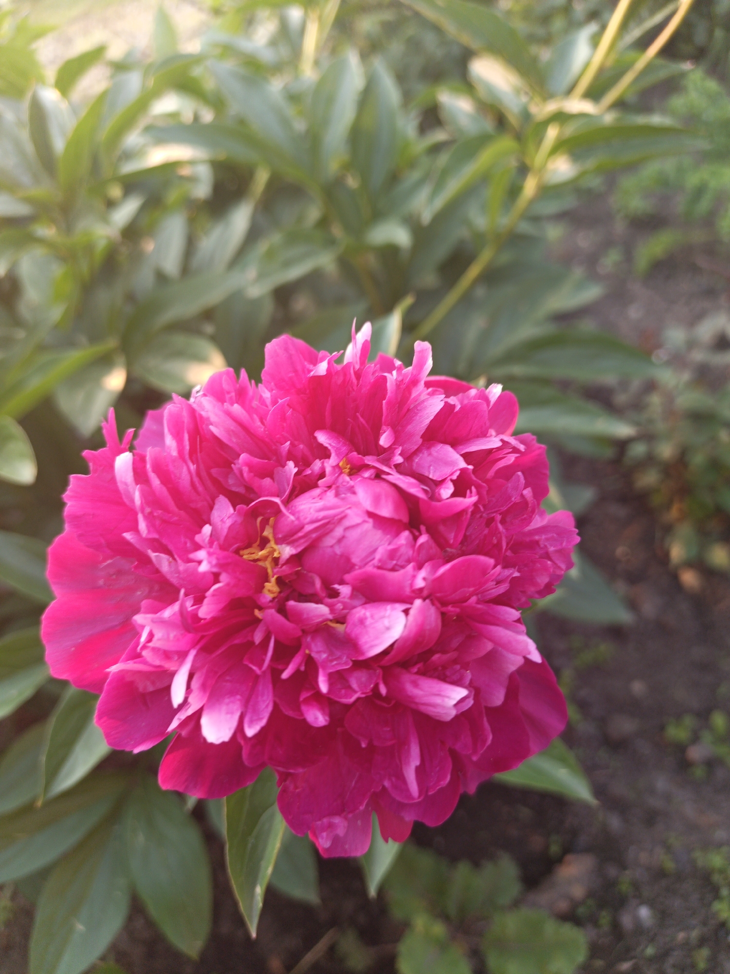 A close-up, eye-level shot captures a vibrant, fuchsia-colored peony in full bloom. The flower, positioned slightly to the left of the frame's center, is the primary subject. Its petals are densely packed, creating a textured, ruffled appearance with some lighter pink highlights on the edges of the outer petals and a hint of yellow stamens peeking from the center. The peony is surrounded by lush, green foliage that blurs into the background, suggesting a garden setting. The lighting indicates it is daytime, possibly late afternoon, given the warm, soft glow illuminating the upper left portion of the image and casting subtle shadows. The ground beneath the plants is a mixture of dark soil and small, scattered green shoots, indicating an outdoor environment. There are no people, animals, or man-made structures visible in the image. The scene is peaceful and natural, focusing solely on the beauty of the flower and its immediate surroundings.