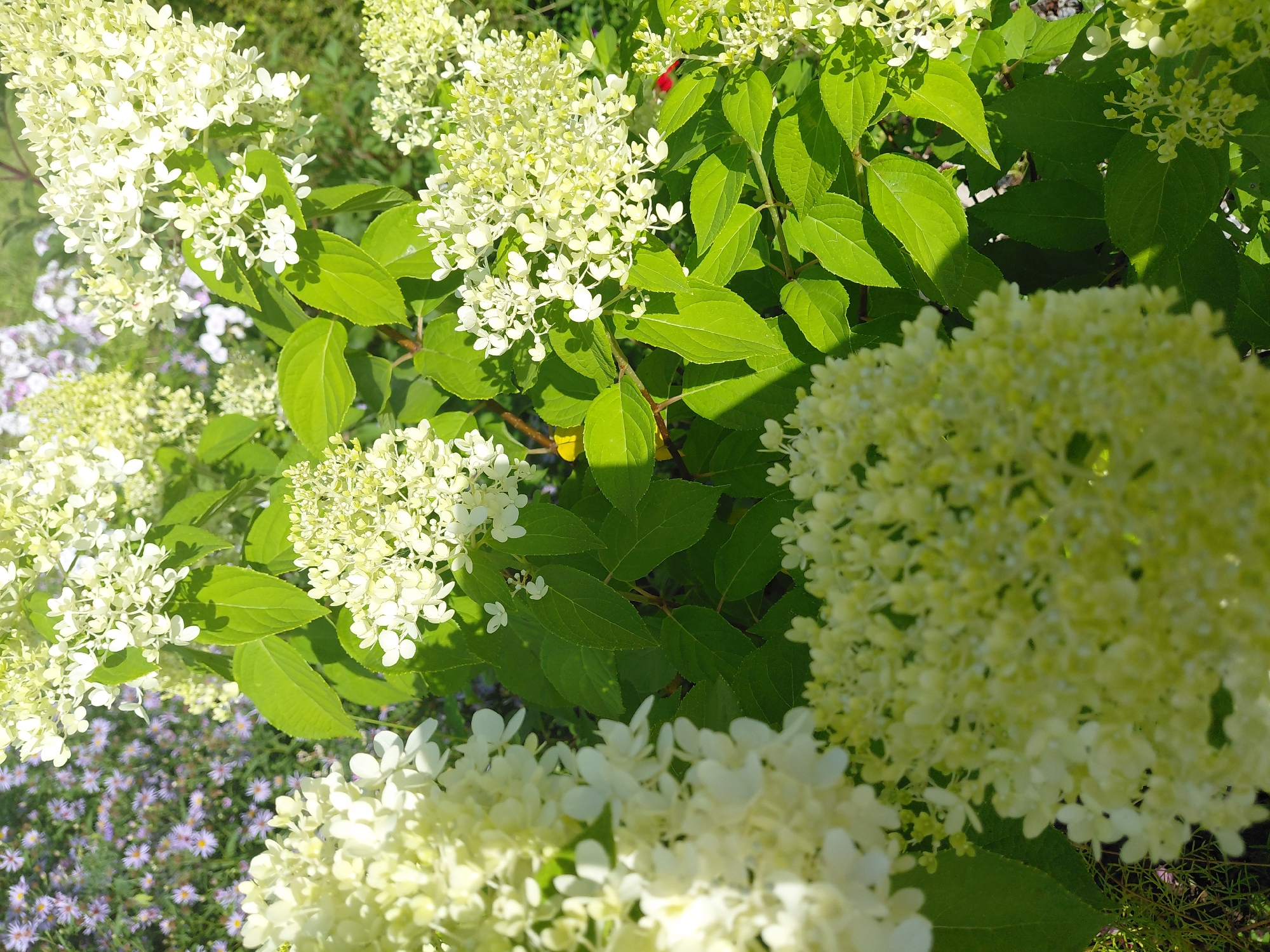The image captures a close-up, sun-drenched view of white hydrangeas in bloom, set against a backdrop of smaller purple flowers and lush green foliage. The hydrangeas are clustered in large, conical or rounded panicles, with individual florets appearing delicate and creamy white. Sunlight filters through the leaves, casting dappled shadows on the petals and greenery, creating a bright and airy atmosphere. The focus is on the texture and form of the flowers and leaves, with a shallow depth of field blurring the background. The scene suggests a garden or park setting in Malinovka, Russia, during the warmer months. There are no people or animals visible in the frame. The overall impression is one of natural beauty and floral abundance.