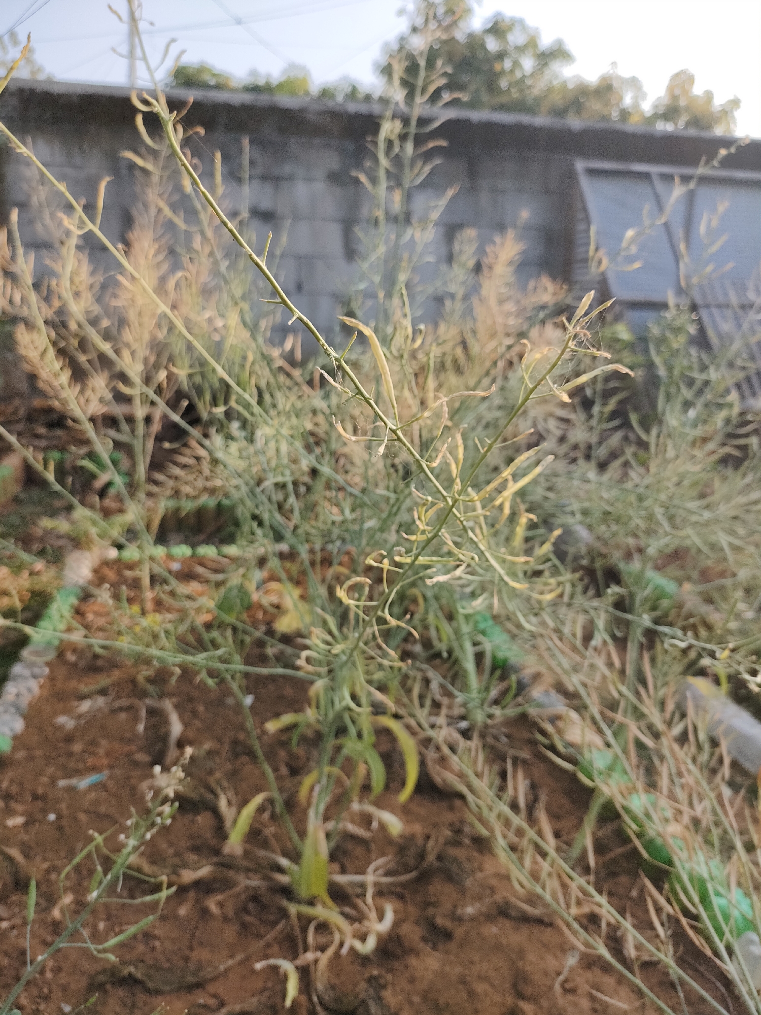 The image depicts a close-up view of dry, spindly plants with seed pods, possibly harvested or dying. The plants are in the foreground, with their thin, twig-like stems and dried seed structures dominating the frame. In the background, a low, rough-textured wall made of concrete blocks is visible, with some foliage and a portion of a structure behind it. The lighting suggests it is daytime, possibly late afternoon due to the warm tones of the dried plants. The ground appears to be dark soil, with some debris and green elements scattered around the base of the plants. The overall impression is of an outdoor scene in a somewhat neglected or arid environment. No people are present in the image. The location provided, "Caracas, Indonesia," is geographically inconsistent, as Caracas is the capital of Venezuela, not located in Indonesia. Therefore, specific details about the city of Caracas, Indonesia, cannot be provided based on the visual information.