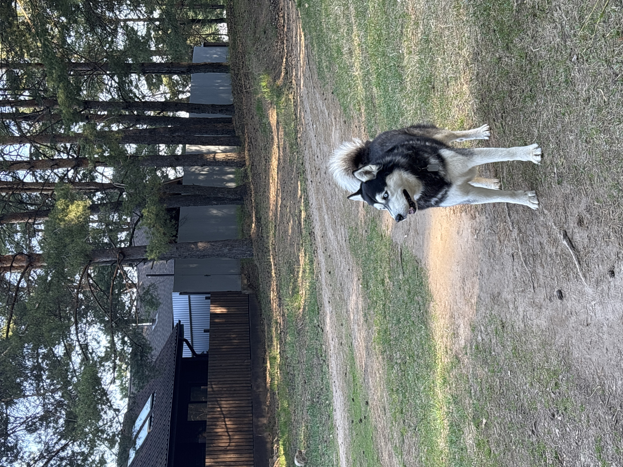 The scene shows a black and white husky dog standing on a dirt path. The dog has bright blue eyes. Behind the path is a grassy area and a forest with tall trees. Some buildings can be seen through the trees. The location is Chaikovsky, Russia.