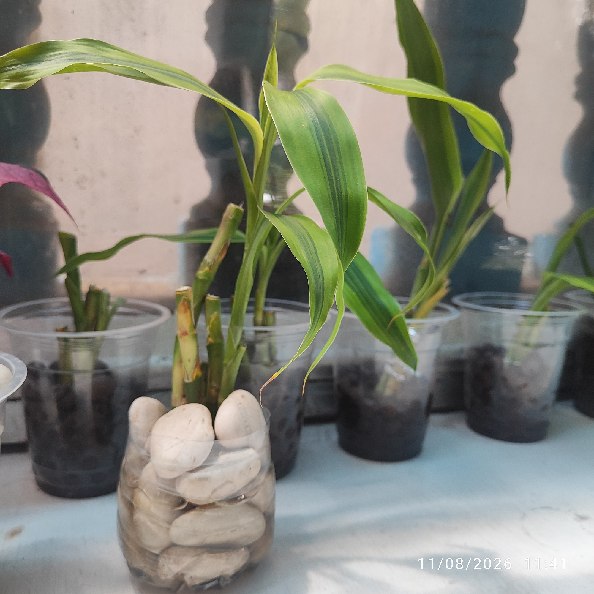 The image shows several potted plants with green leaves and bamboo stalks, some of which are partially submerged in water and placed in clear plastic cups. The plants are on a light-colored surface, possibly a windowsill or table, with a textured background that appears to be a wall or fence. The scene is outdoors, suggested by the lighting and the presence of shadows. A timestamp "11/08/2026 11:41" is visible in the lower right corner. There are no people or animals present. The overall impression is a simple display of indoor plants.
The location is identified as Buding, Indonesia. Based on the visual cues of common potted plants and outdoor placement, this scene could be found in a residential or commercial area within Buding.
