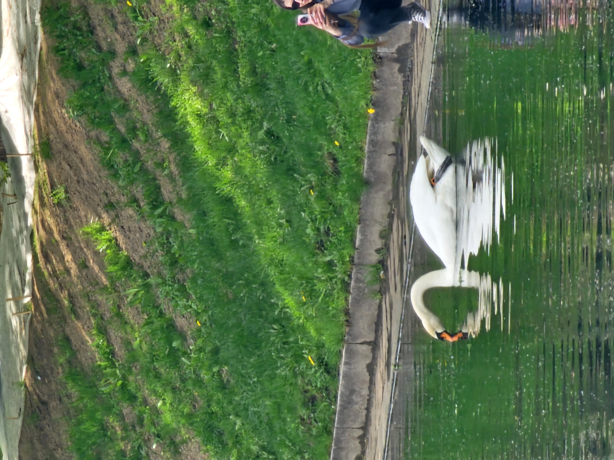 The image presents a scene at a pond in Moscow, Russia. A white swan with an orange beak is partially submerged in the green water of the pond, its reflection visible on the water's surface. Adjacent to the pond is a concrete walkway, and a grassy area. A woman wearing jeans and sneakers is taking a picture of the swan with a phone. The surrounding vegetation appears lush.