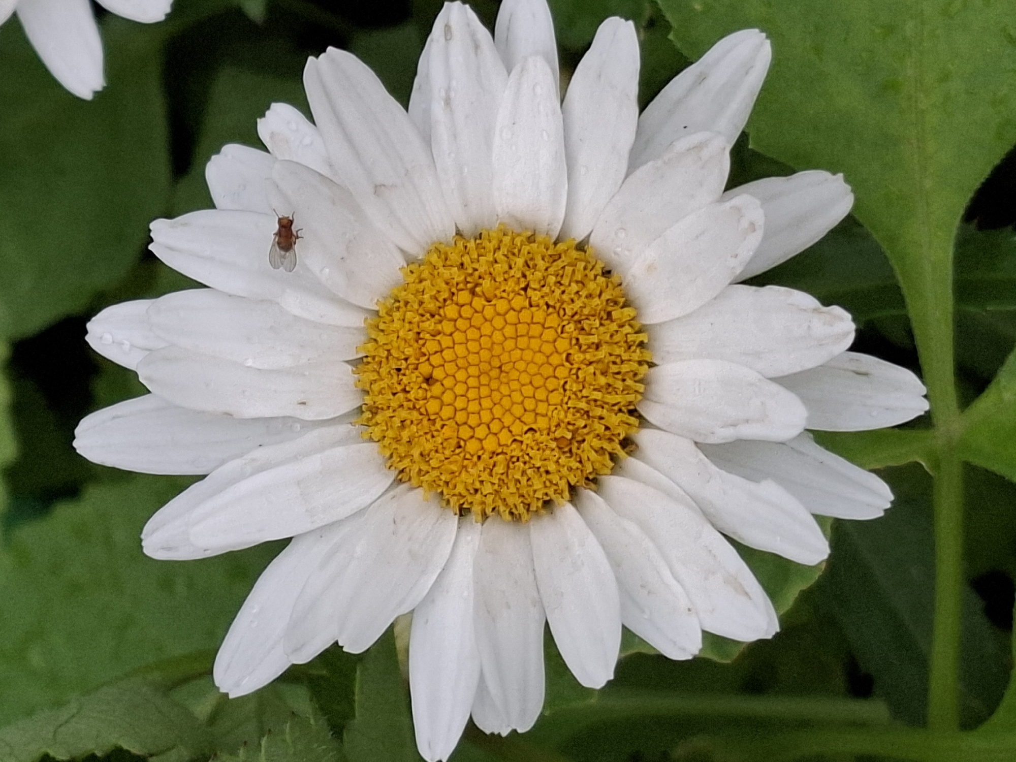 A close-up, overhead shot shows a white daisy with a bright yellow center. A small, brown insect with translucent wings is perched on one of the white petals. The daisy is surrounded by green foliage. The scene appears to be outdoors.