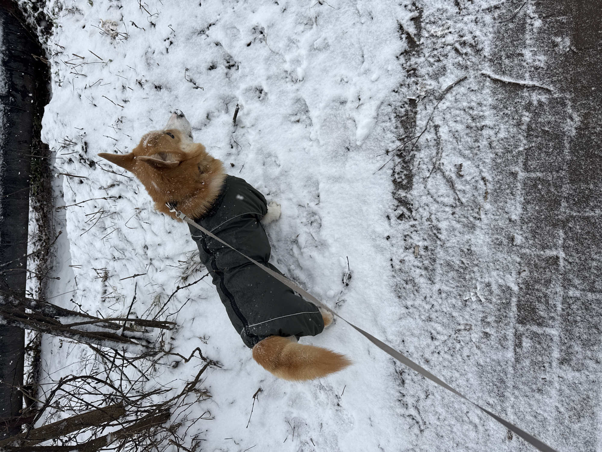 A Corgi dog wearing a dark, insulated coat and attached to a gray leash, is standing in snow. The dog is facing towards the left and has its head tilted upwards. There is bare ground and a snow-covered sidewalk to the right. Bare tree branches are visible to the left. The location is Votkinsk, Russia, based on the given information.