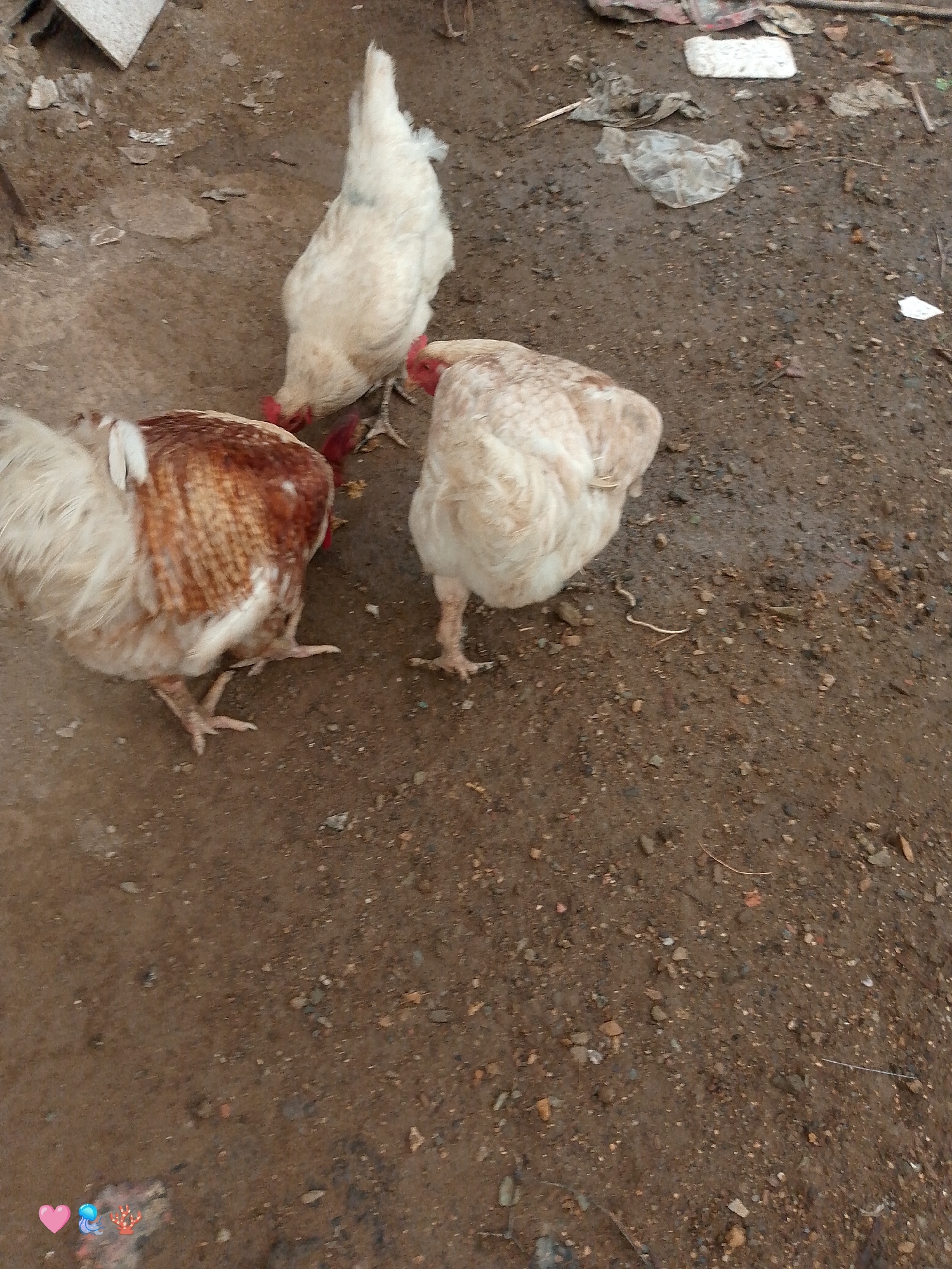 Three chickens are foraging in a muddy, outdoor environment. Two of the chickens are predominantly white, while the third chicken exhibits a mixture of white and brown feathers. The ground is composed of damp, brown soil with scattered pebbles and debris, including pieces of plastic and wood. A fragment of what appears to be a white, textured material is visible in the upper left corner. The overall scene suggests an unkempt or rural setting. The image is devoid of any specific indicators of the city of El Cercado, Venezuela.